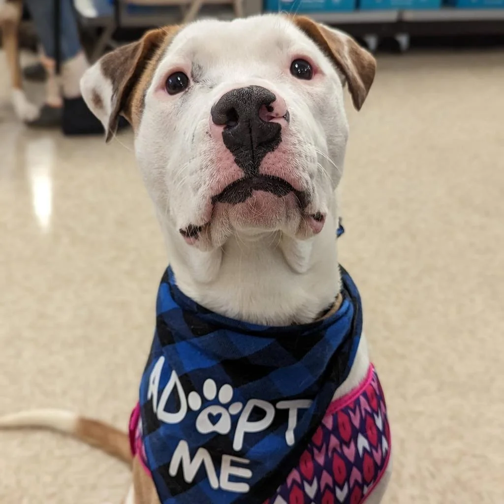 A dog with white fur and brown patches, wearing a blue bandana with the text "Adopt Me" and a pink patterned harness, sitting indoors.