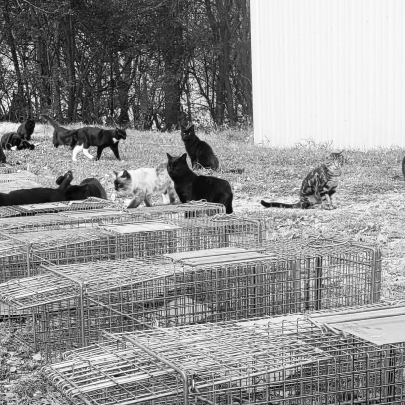 Multiple cats and several empty animal traps outdoors near a wooded area and a metal building.