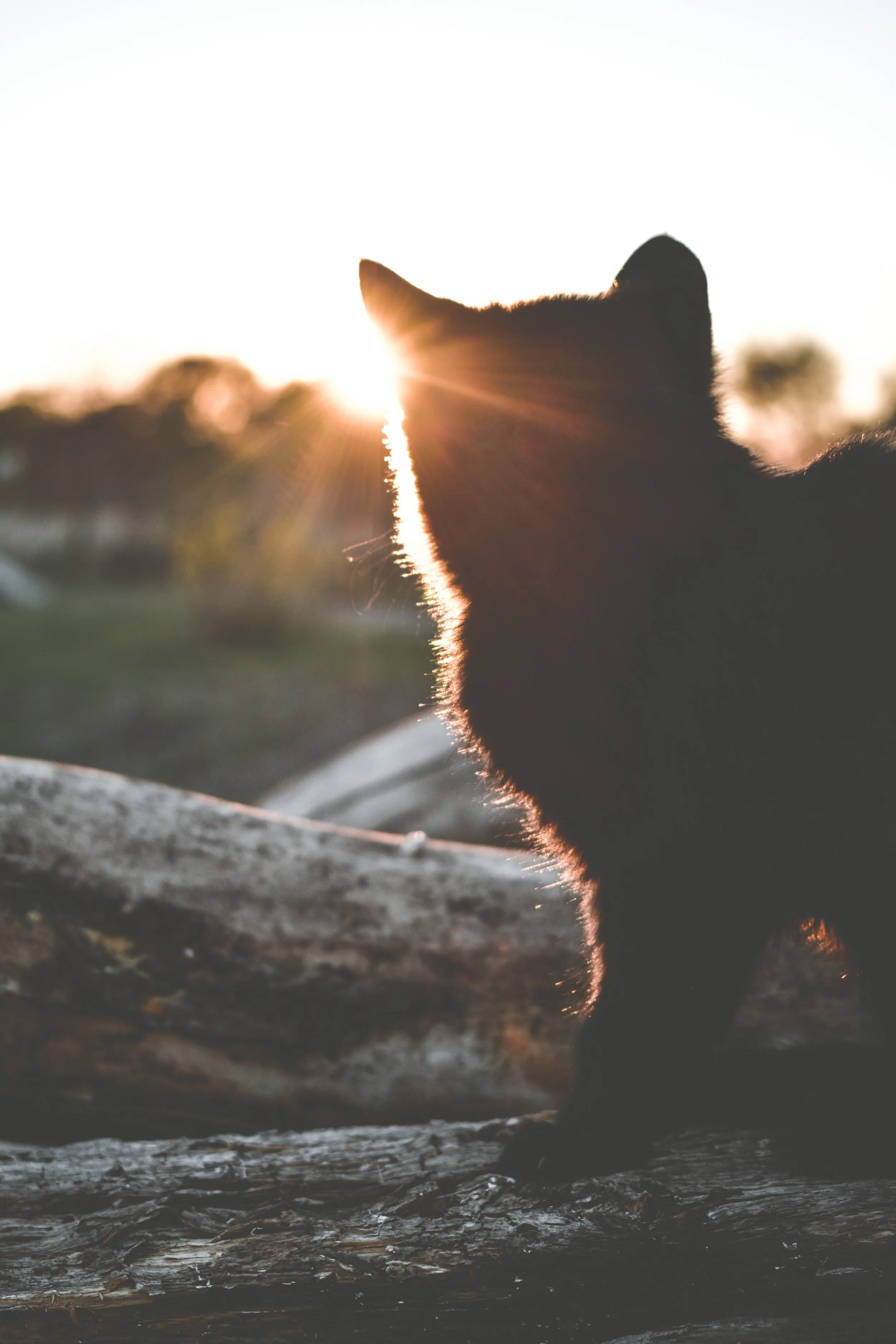 Silhouette of a cat sitting on a log during sunset with the sun partially visible behind its head.