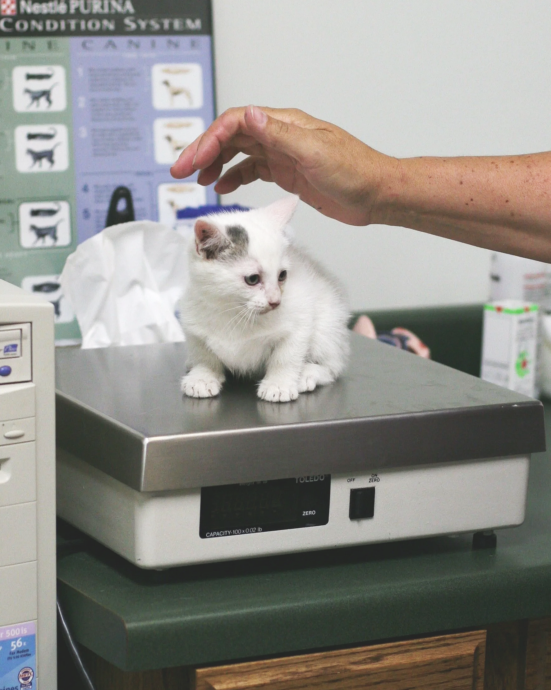 a white kitten sits on a scale to collect a weight