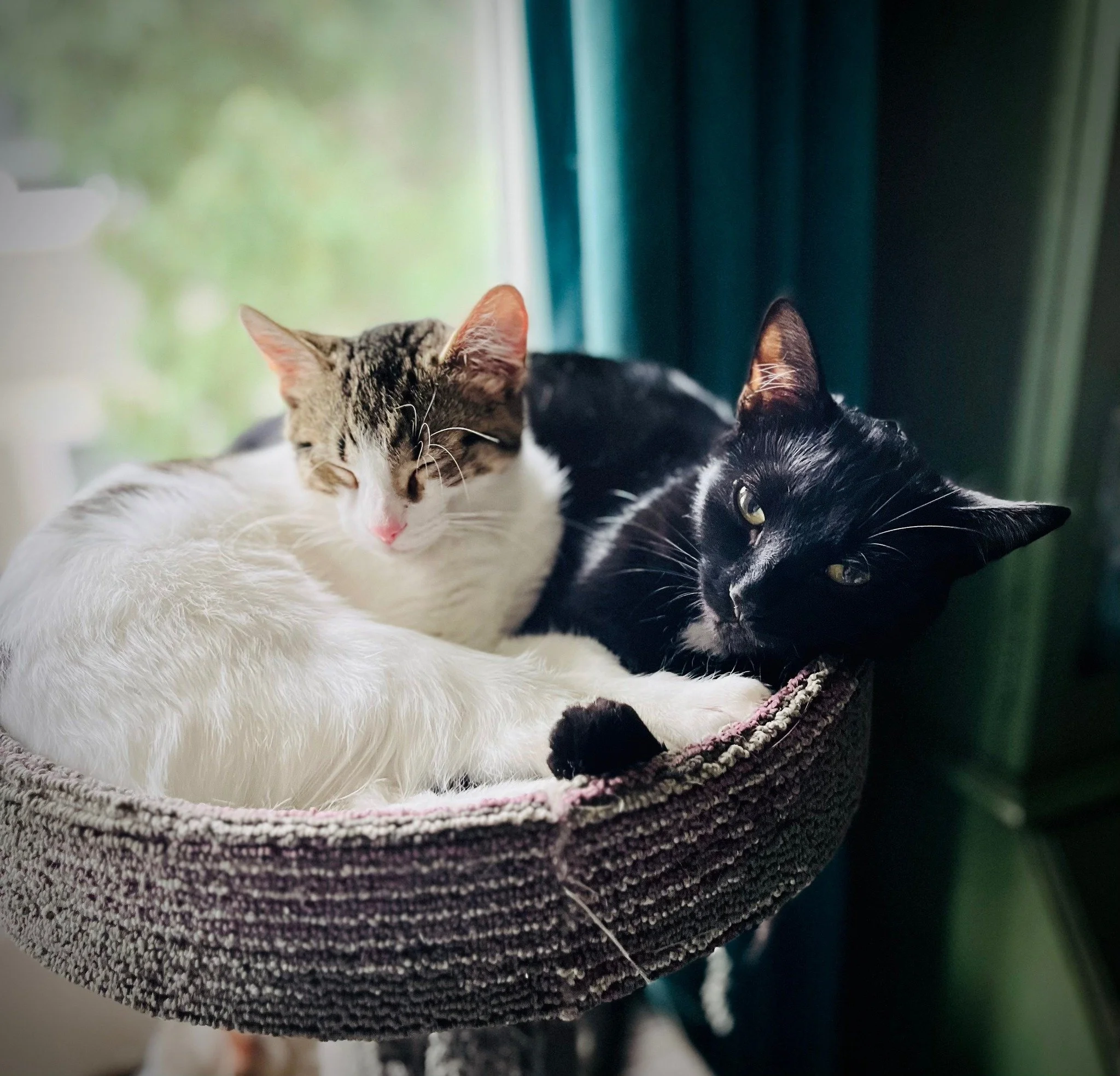 Two cats, one black with green eyes and one white with tabby markings, resting together in a cozy cat bed near a window.