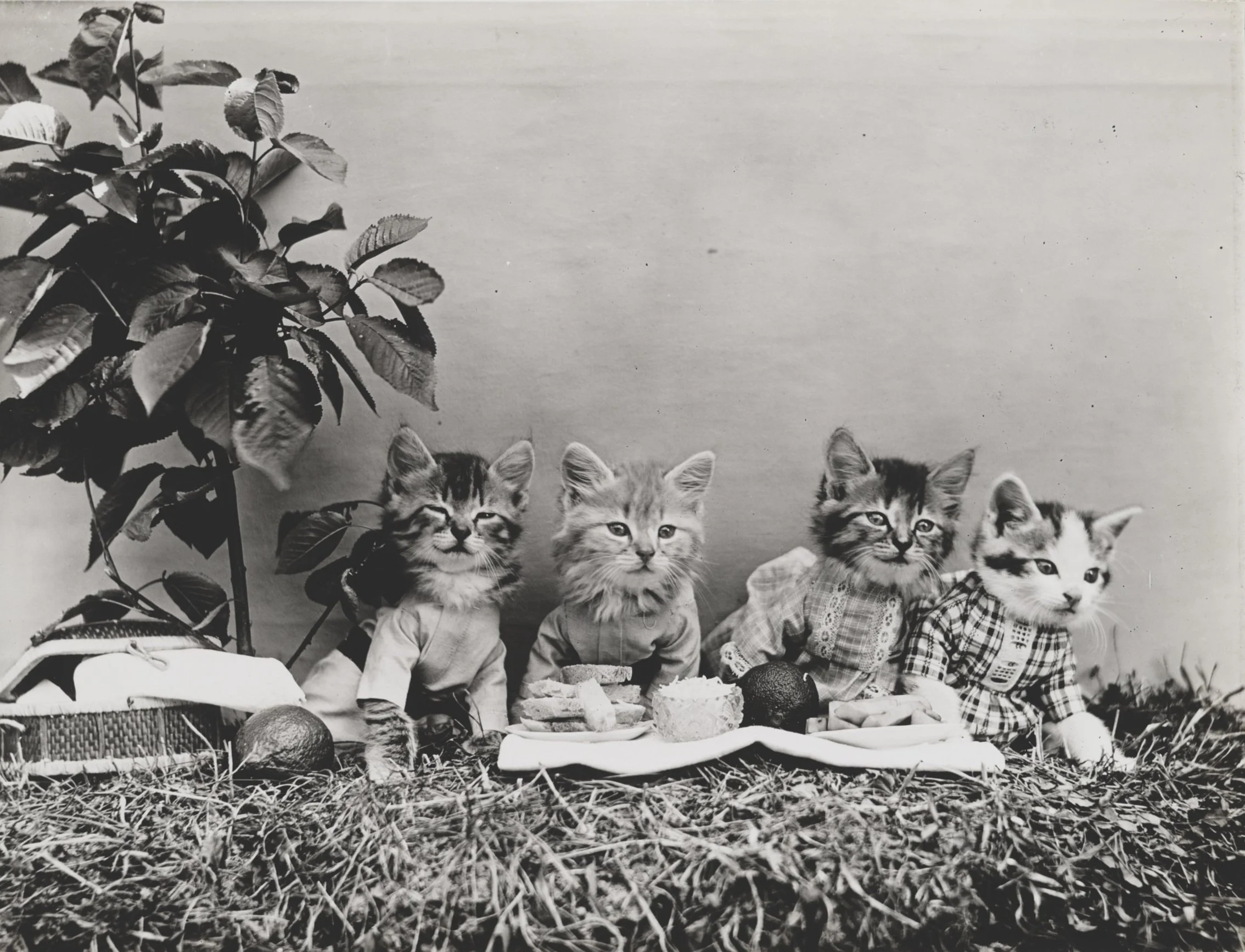 Four vintage kittens wearing clothes, sitting in front of a tray of food with plants and a plain wall in the background.
