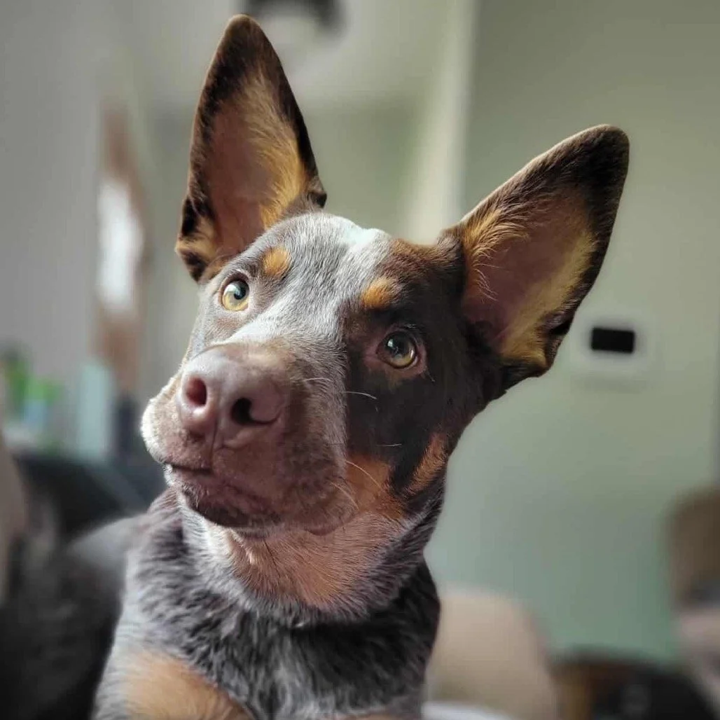 Close-up of a dog with a unique fur pattern that is half gray and black, and half brown, with large ears and light-colored eyes.