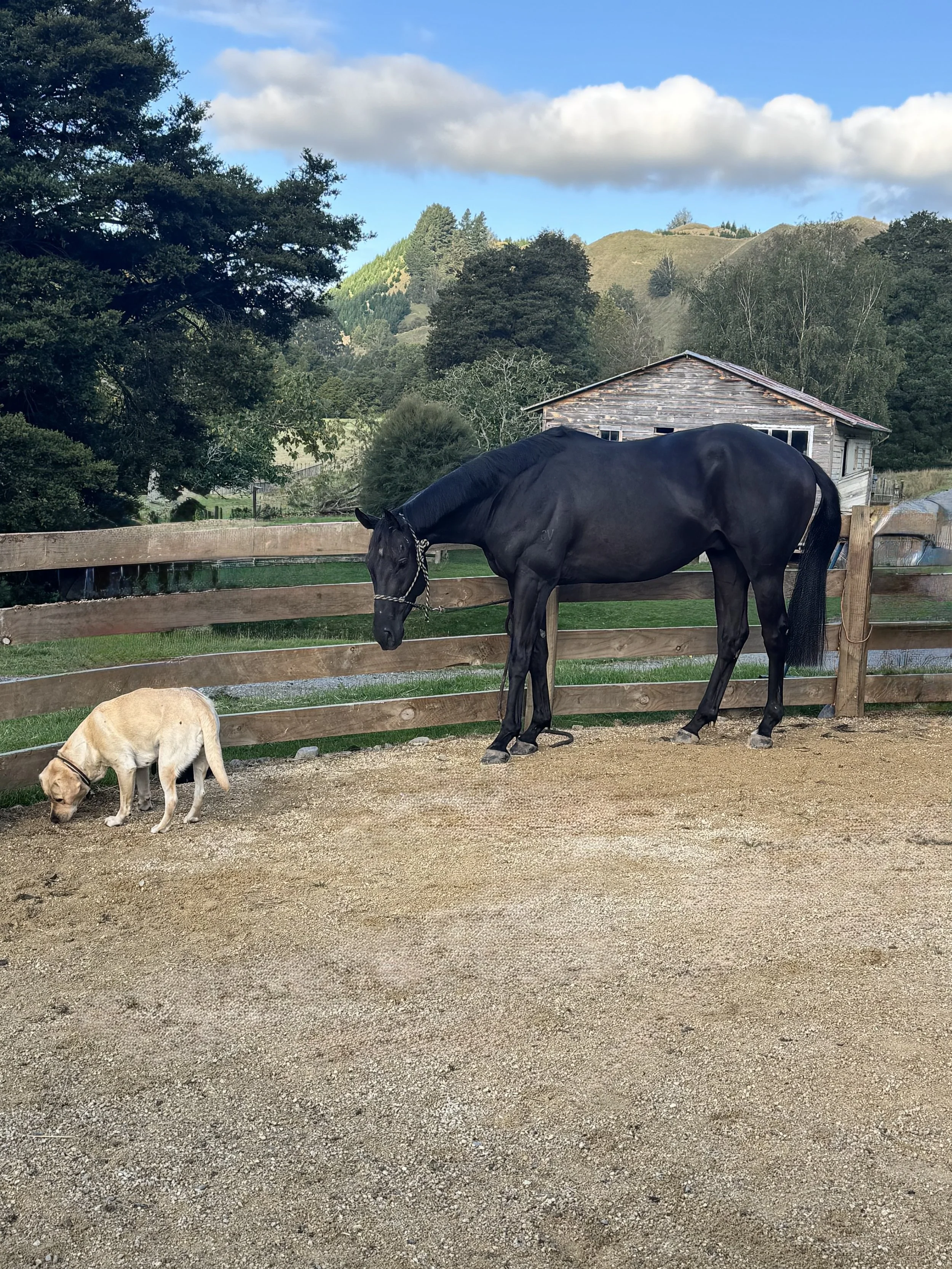 A black horse and a yellow Labrador dog standing on a dirt area outside a wooden fence, with green trees, hills, and a wooden building in the background.