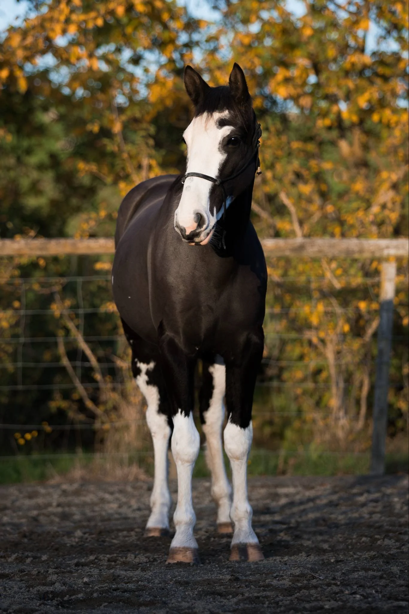 Black and white horse standing on dirt ground in a paddock with a wooden fence and autumn trees in the background.