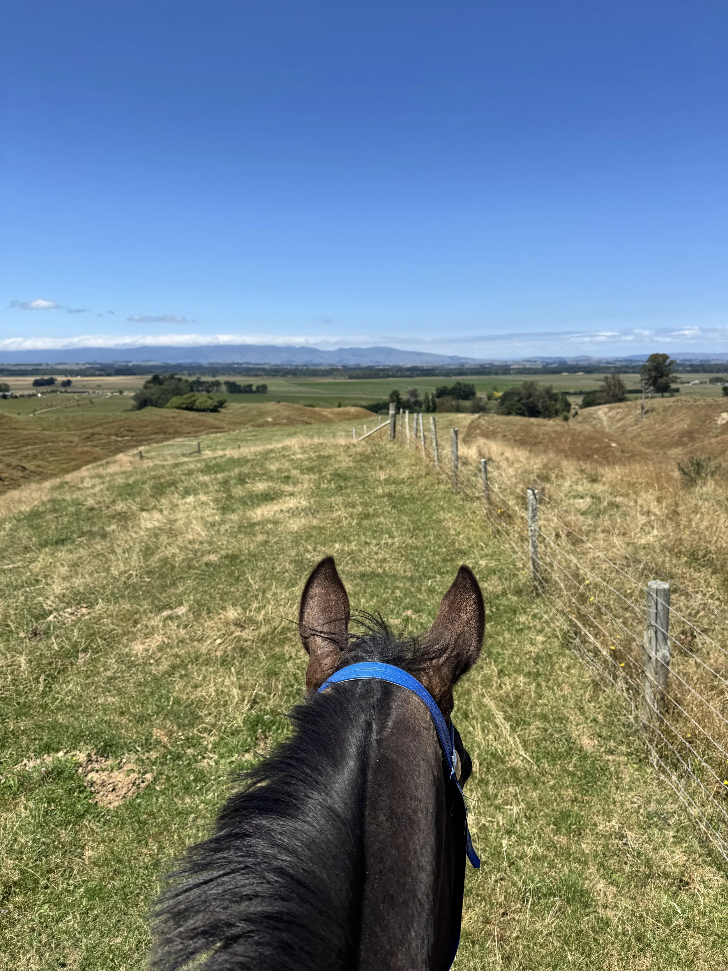 A person riding a black horse on a grassy trail in a rural landscape under a bright blue sky.