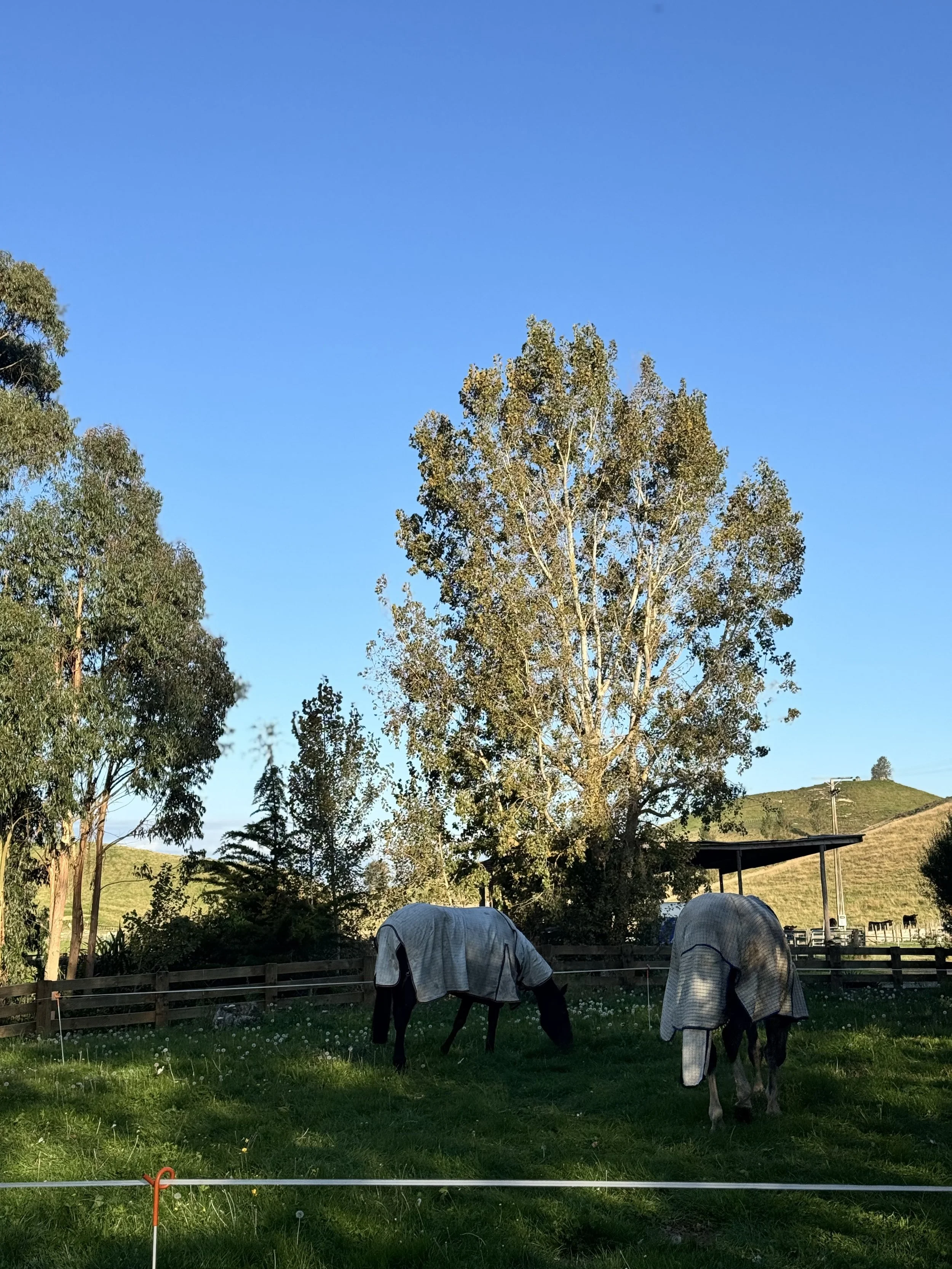 Two horses grazing on green grass in a field, covered with blankets, with trees and hills in the background, under a clear blue sky.