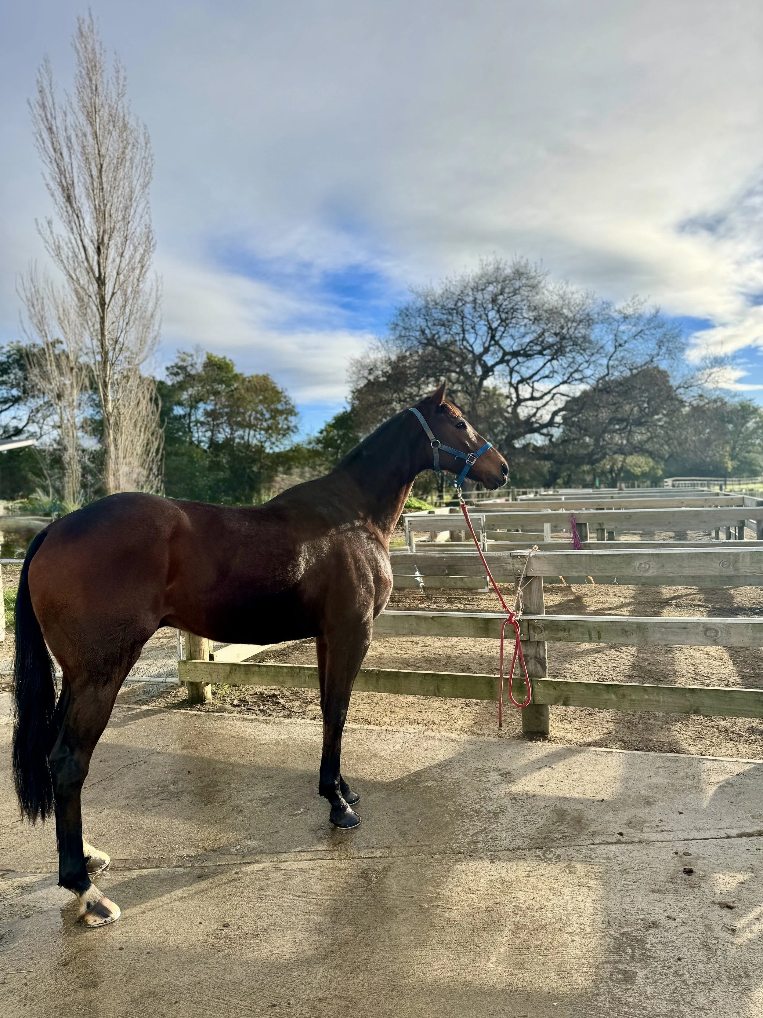 A brown horse with a blue halter stands on a dirt path near a wooden fence at a stable or farm. The background includes leafless trees and a partly cloudy sky.