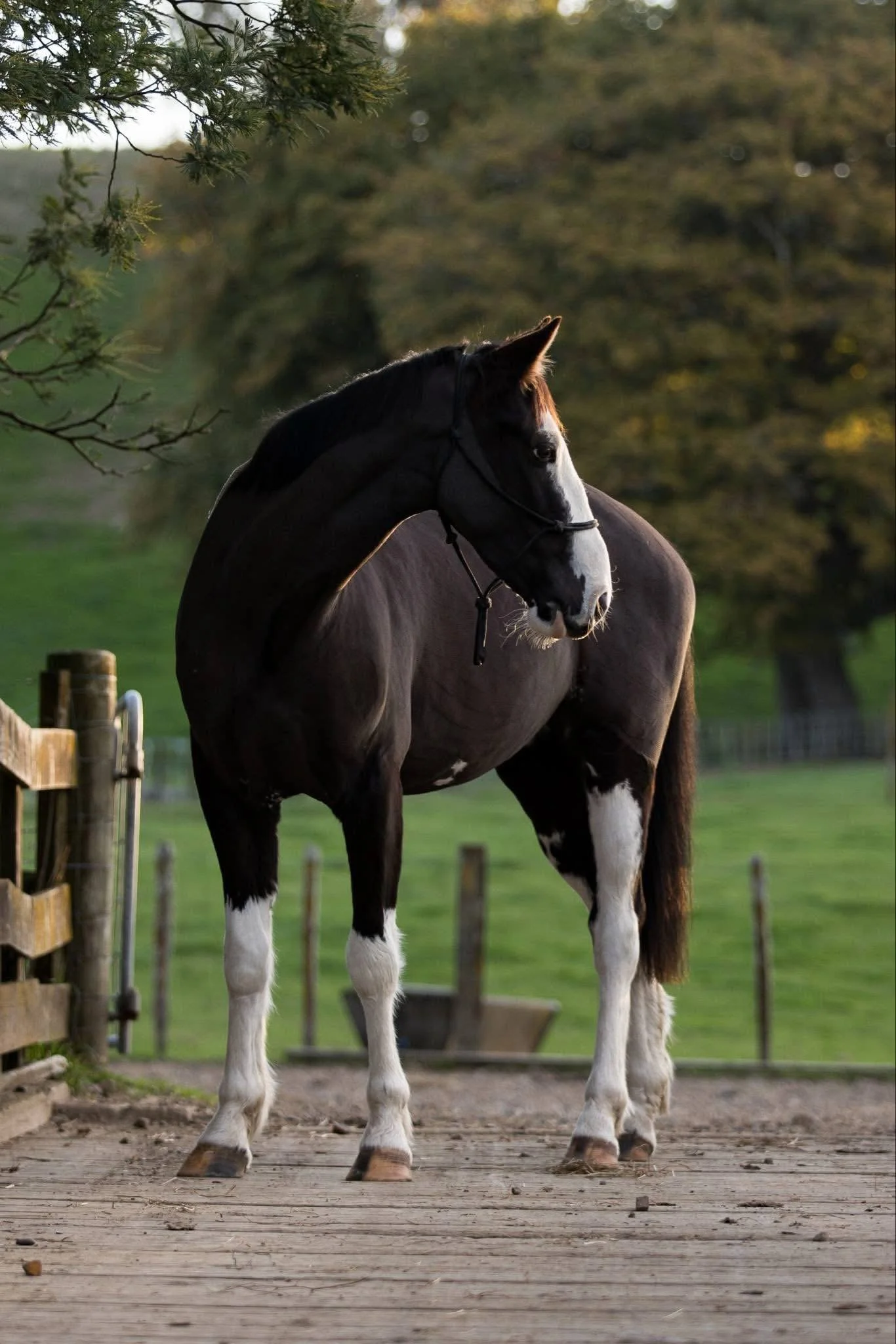 A black and white horse standing on a wooden deck outdoors with trees and green grass in the background.