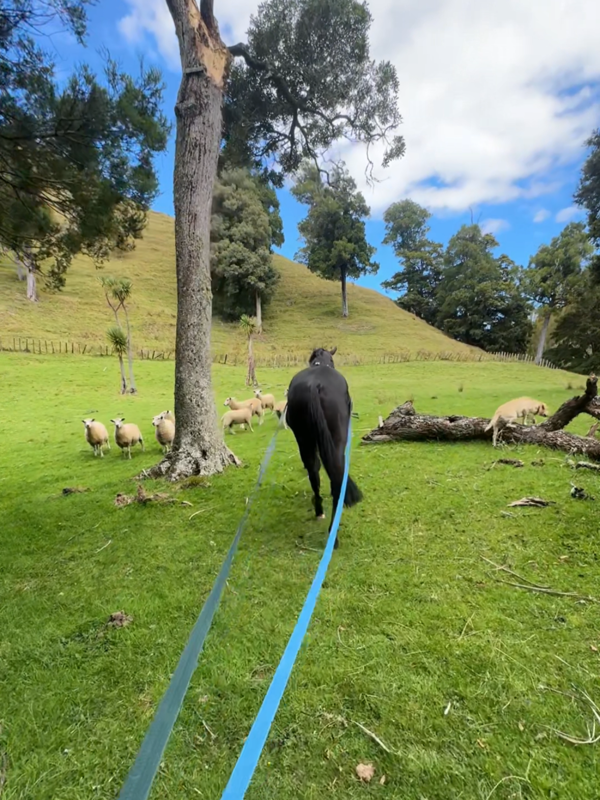 A black dog is walking on a leash through a green pasture with sheep grazing around. There are trees and a hill in the background under a partly cloudy sky.