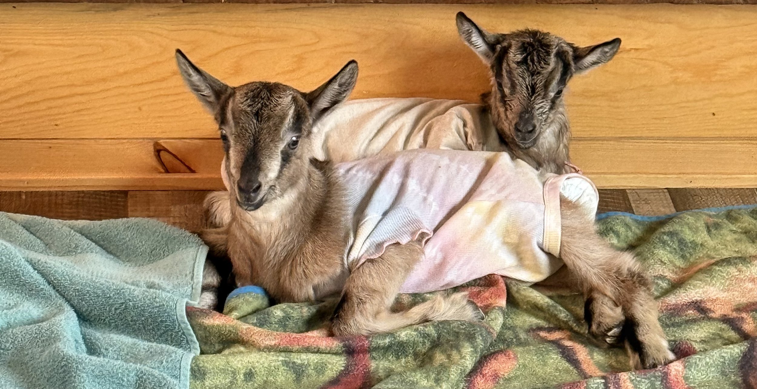 When Winters Are Here Fix Goat Treats!!!