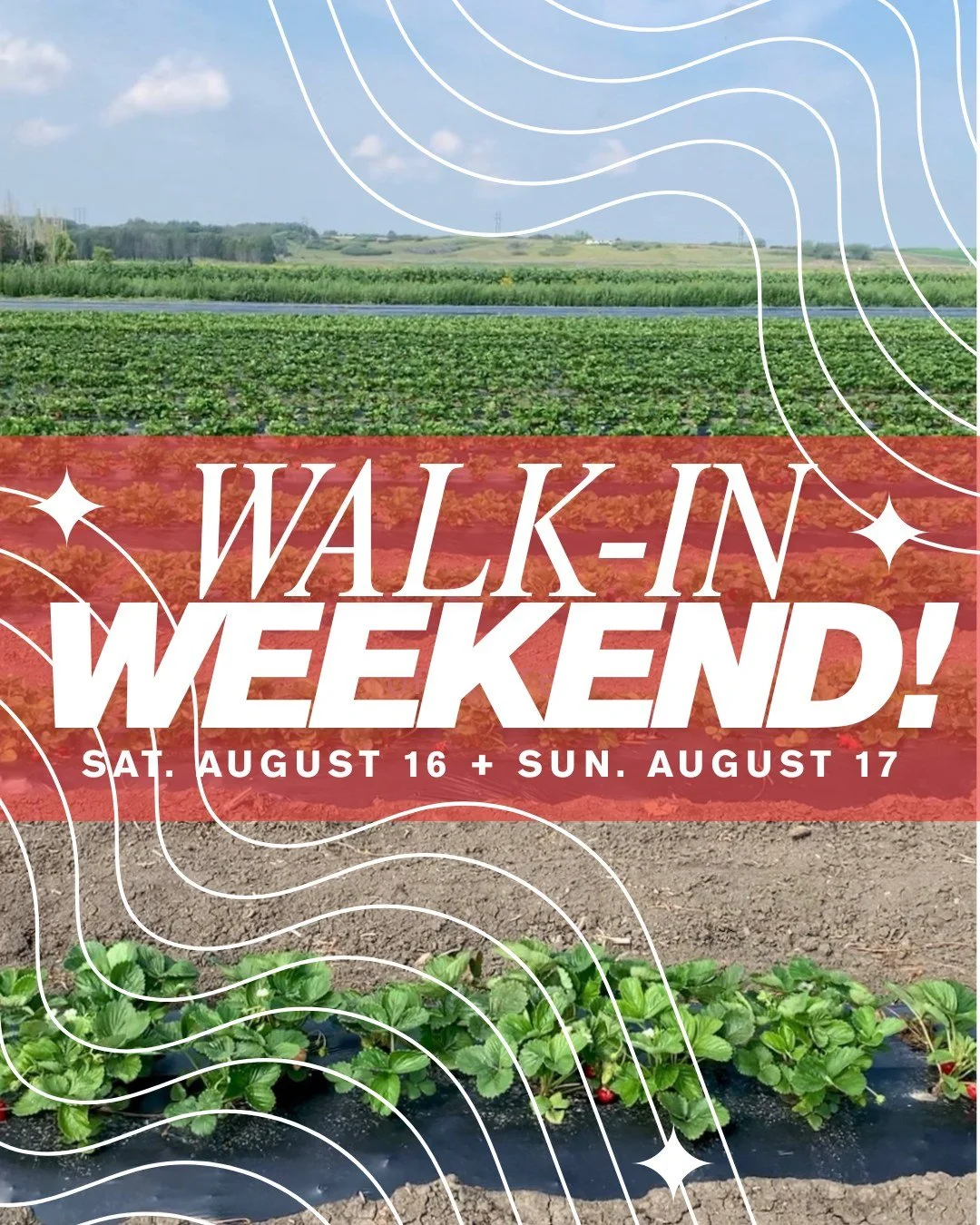 ๐ NOW IS YOUR CHANCE! ๐
We rarely get to do walk-ins, and the rest of the season is already fully booked — but this weekend is special!
Because we were closed all last week for rain, our strawberry field is begging for a harvest party &mdash
