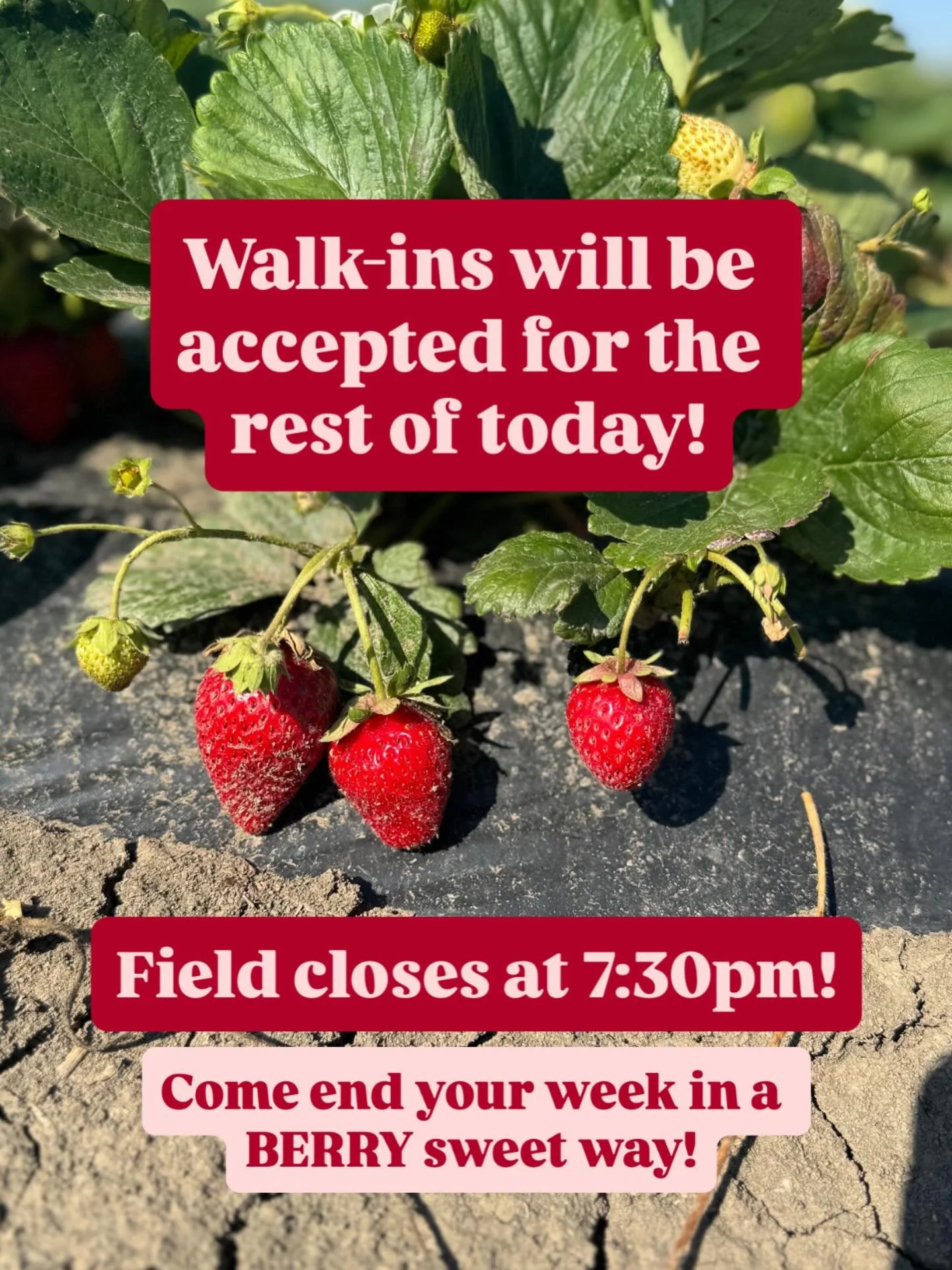 ๐โจ Today only! We’re keeping it sweet and simple—walk-ins welcome for the rest of this evening! Come on out after supper for a berry delicious dessert. The field closes at 7:30pm, so be sure to come early enough to get your picking time