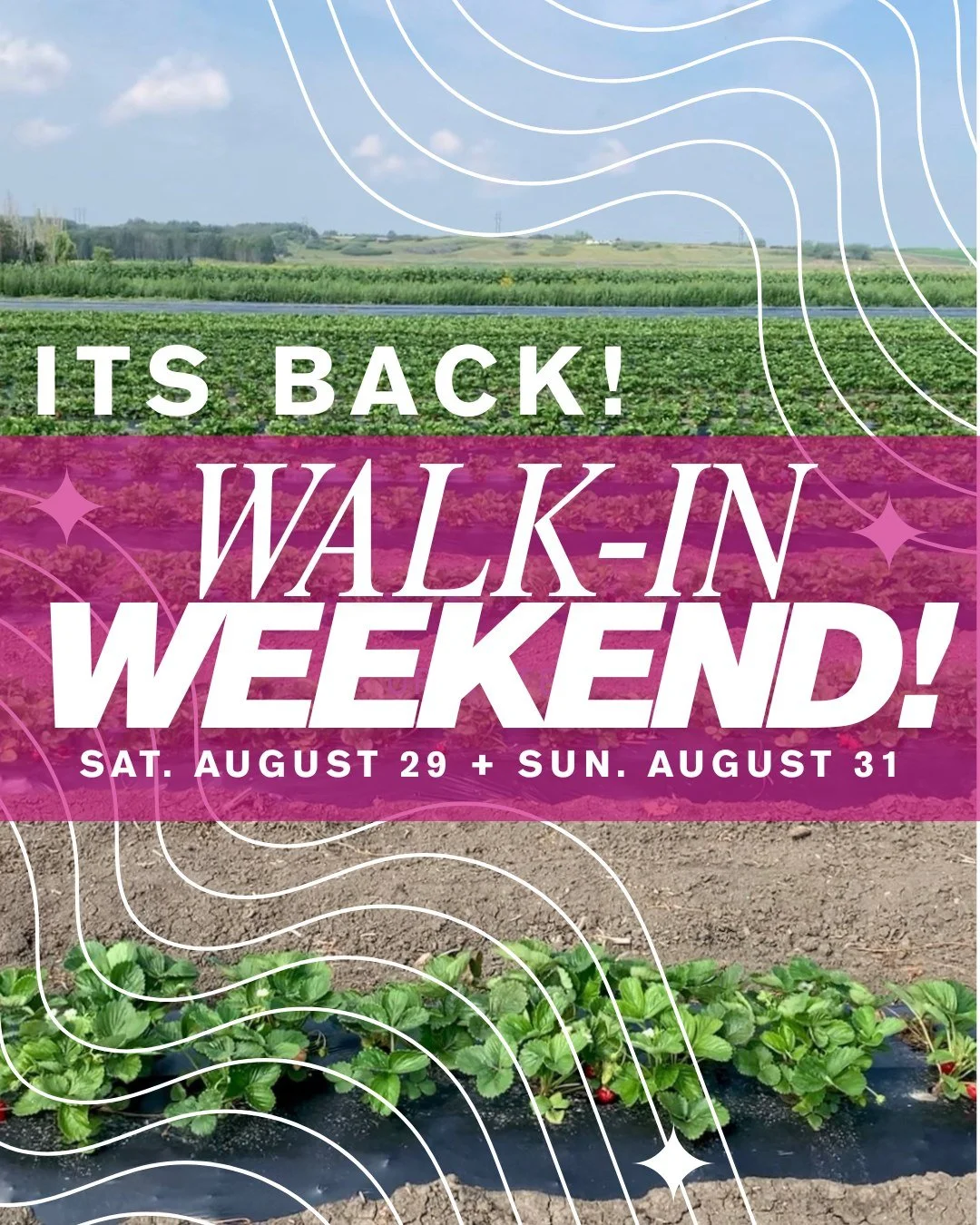 ๐ Walk-In Weekend is BACK at the Strawberry U-Pick! ๐
We’ve got a limited number of walk-in spots—so swing by early while they’re open!
โฐ Hours: 11am–7:30pm (fields close right at 7:30, so come with enough time to pick!)
โ๏ธ