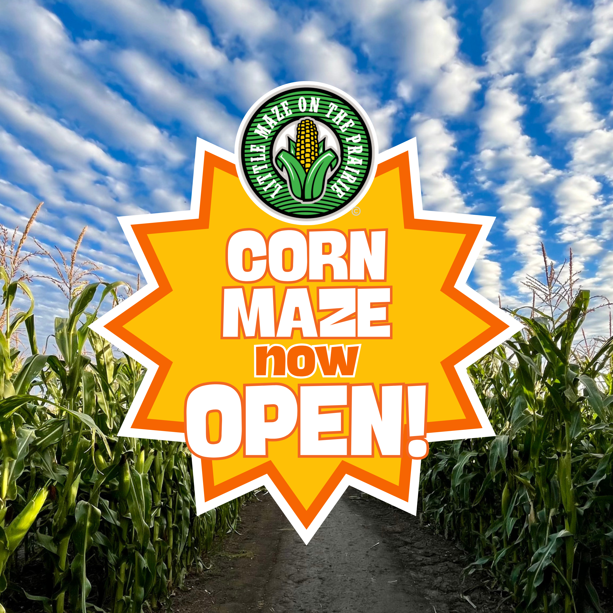Corn Maze Opens!