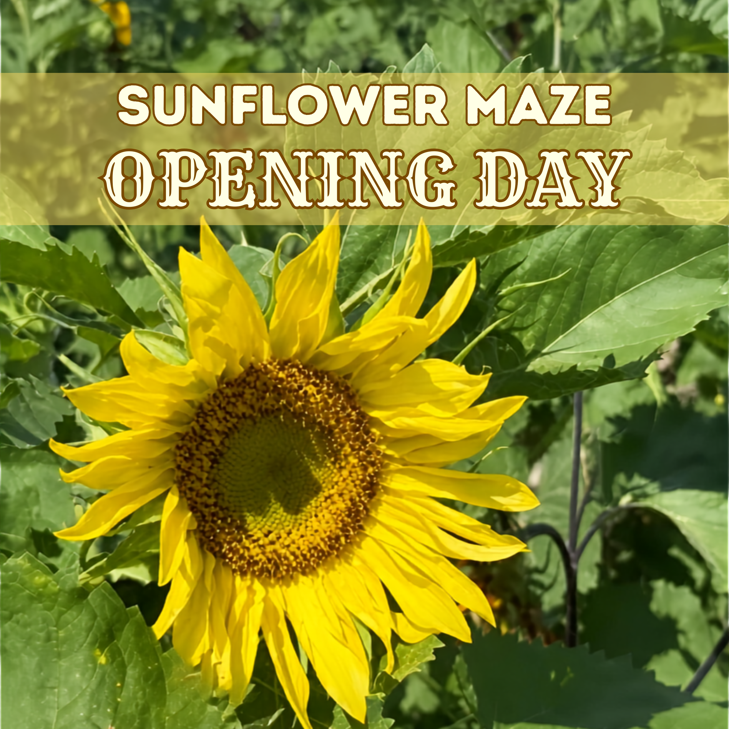 Sunflower Maze Opening Day