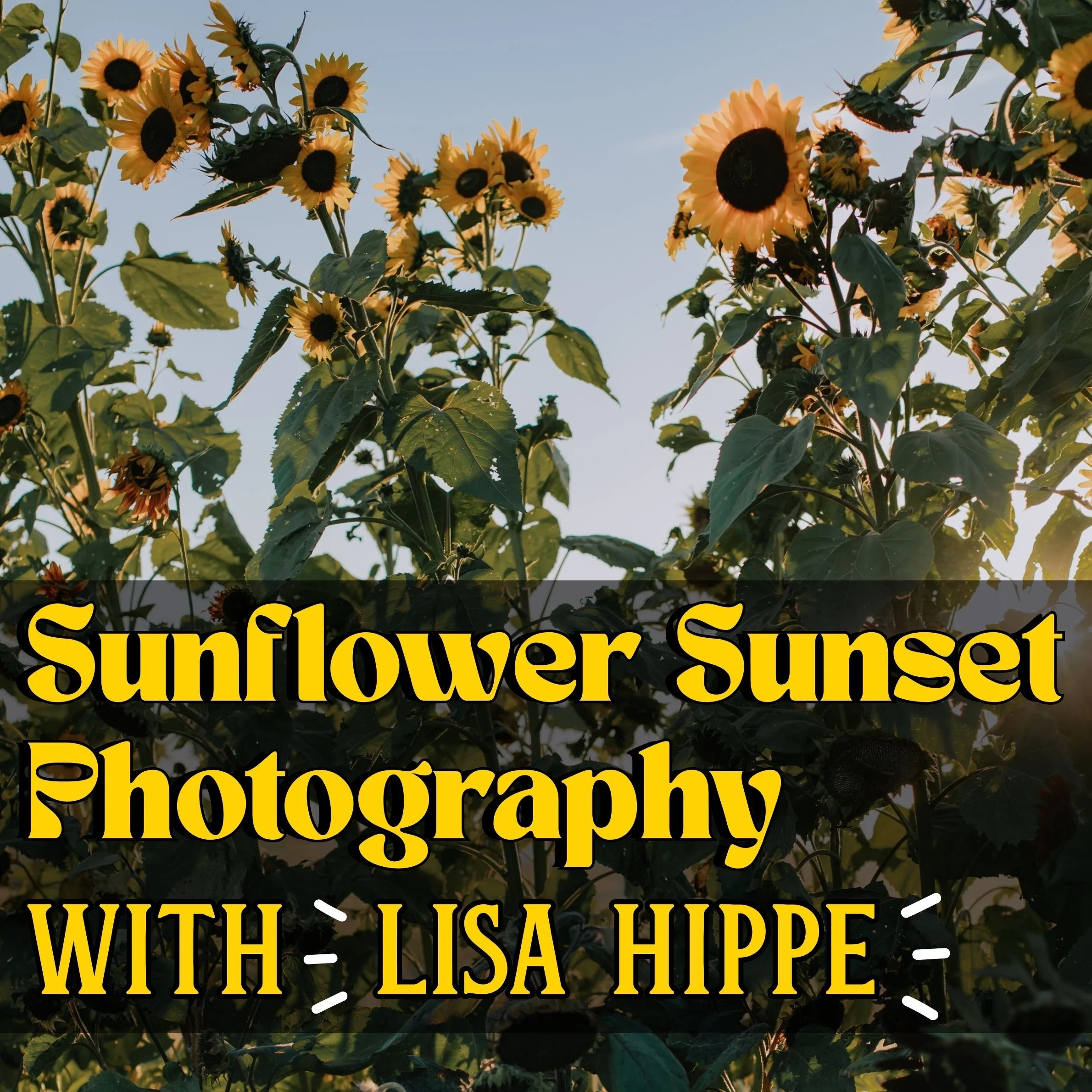 Sunflower Photography with Lisa Hippe