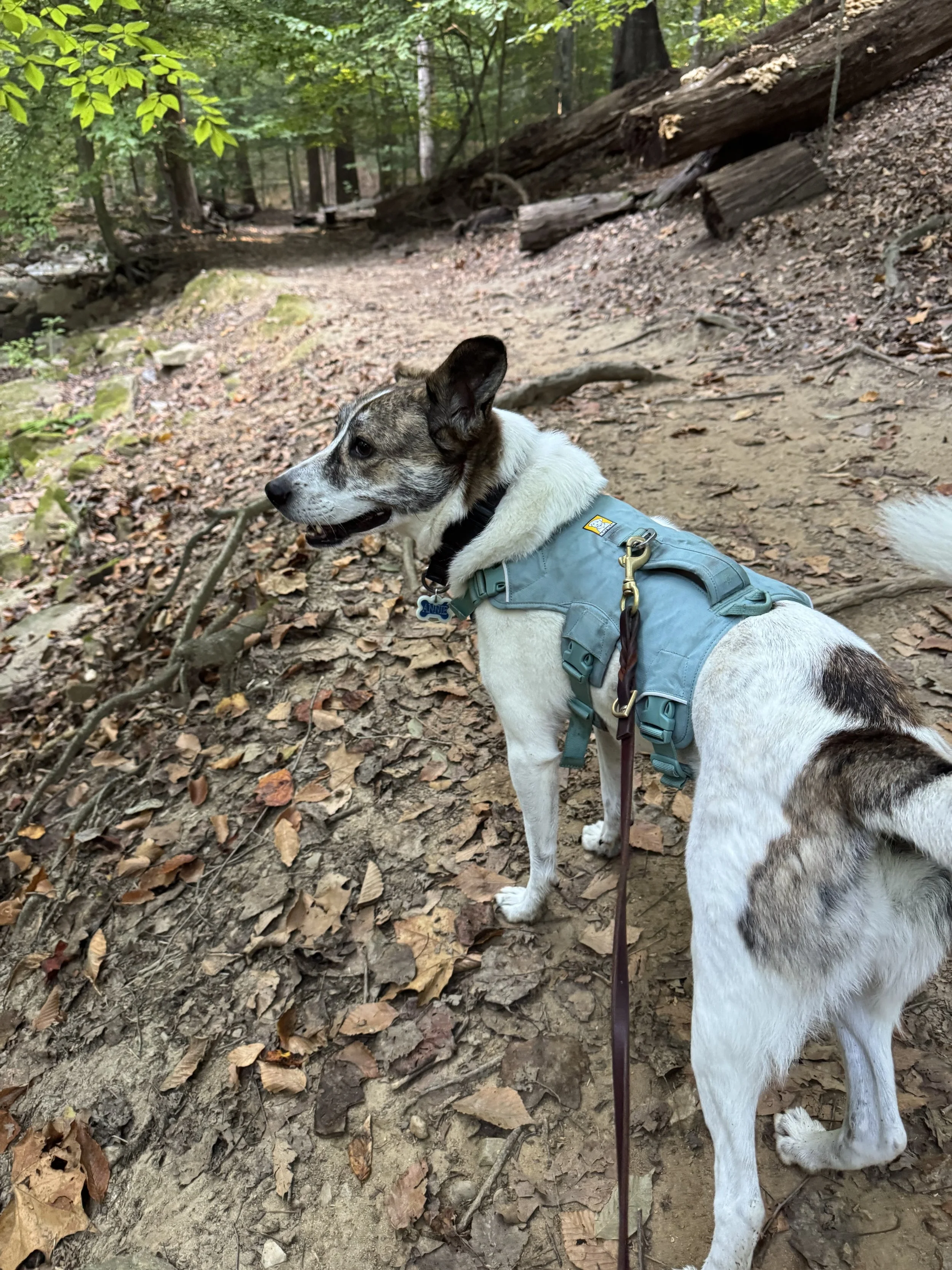Close-up of a brown and black dog with a white snout and pink nose, looking directly at the camera with a curious expression outside near a green cushioned surface and plants.