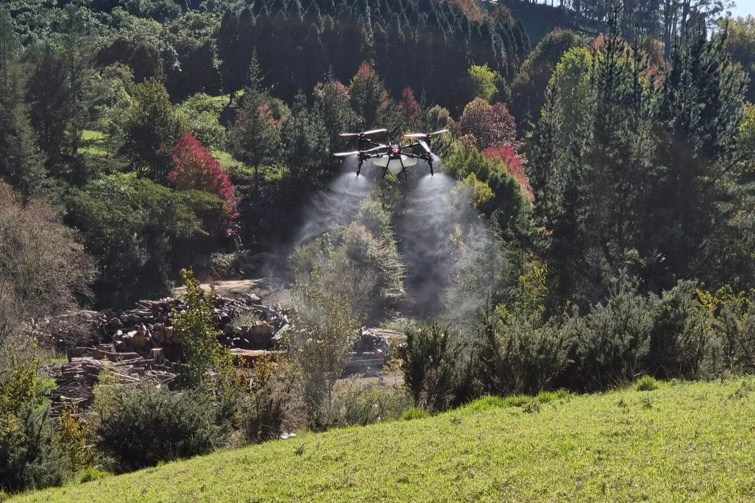 Gorse Spraying in Winter: A Katikati Case Study