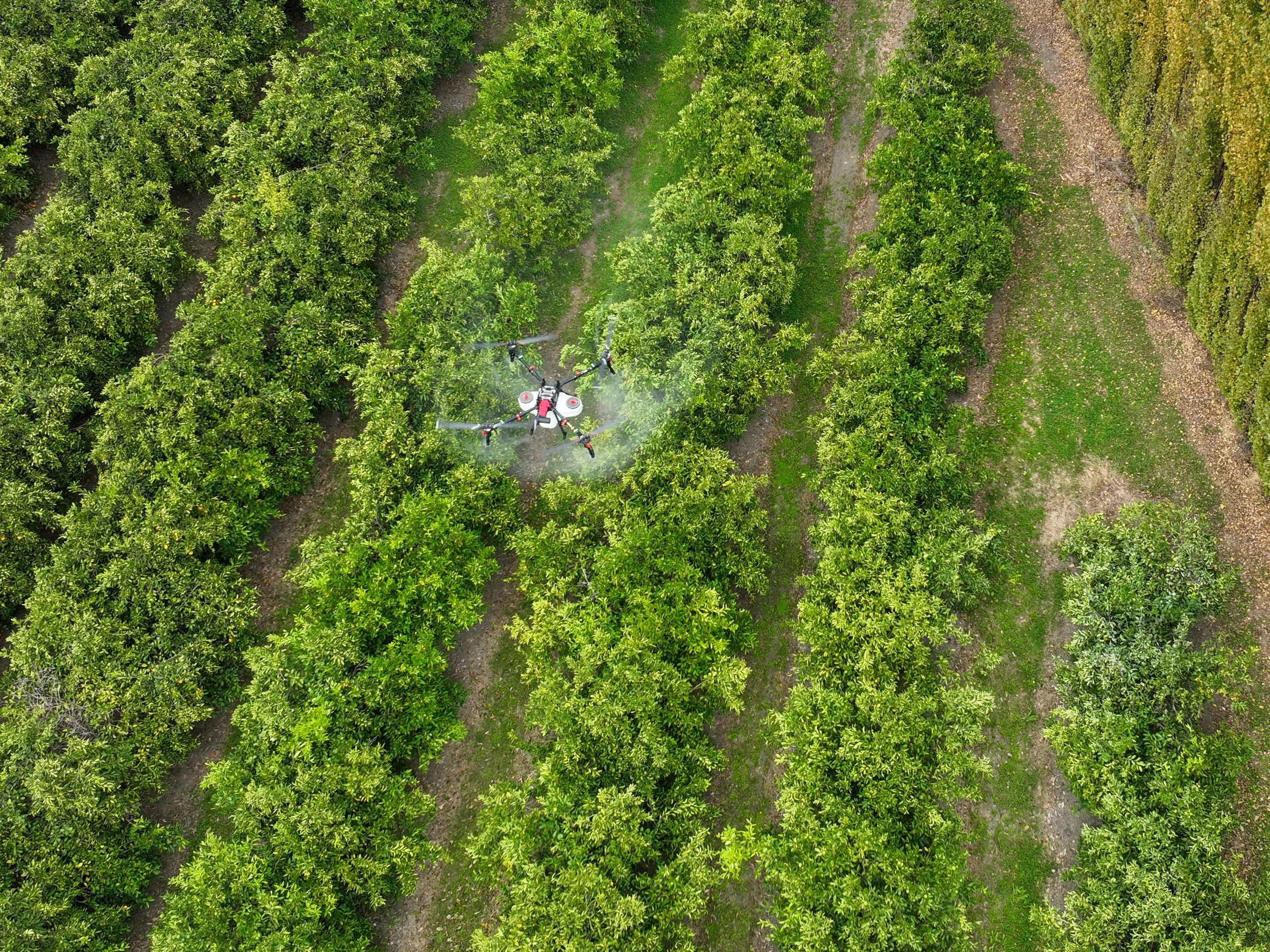 Citrus pest and disease control