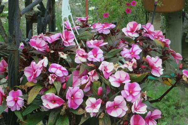 Pink impatiens flowers in a garden setting.
