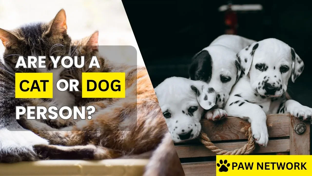 Are you a cat or dog person youtube thumbnail design