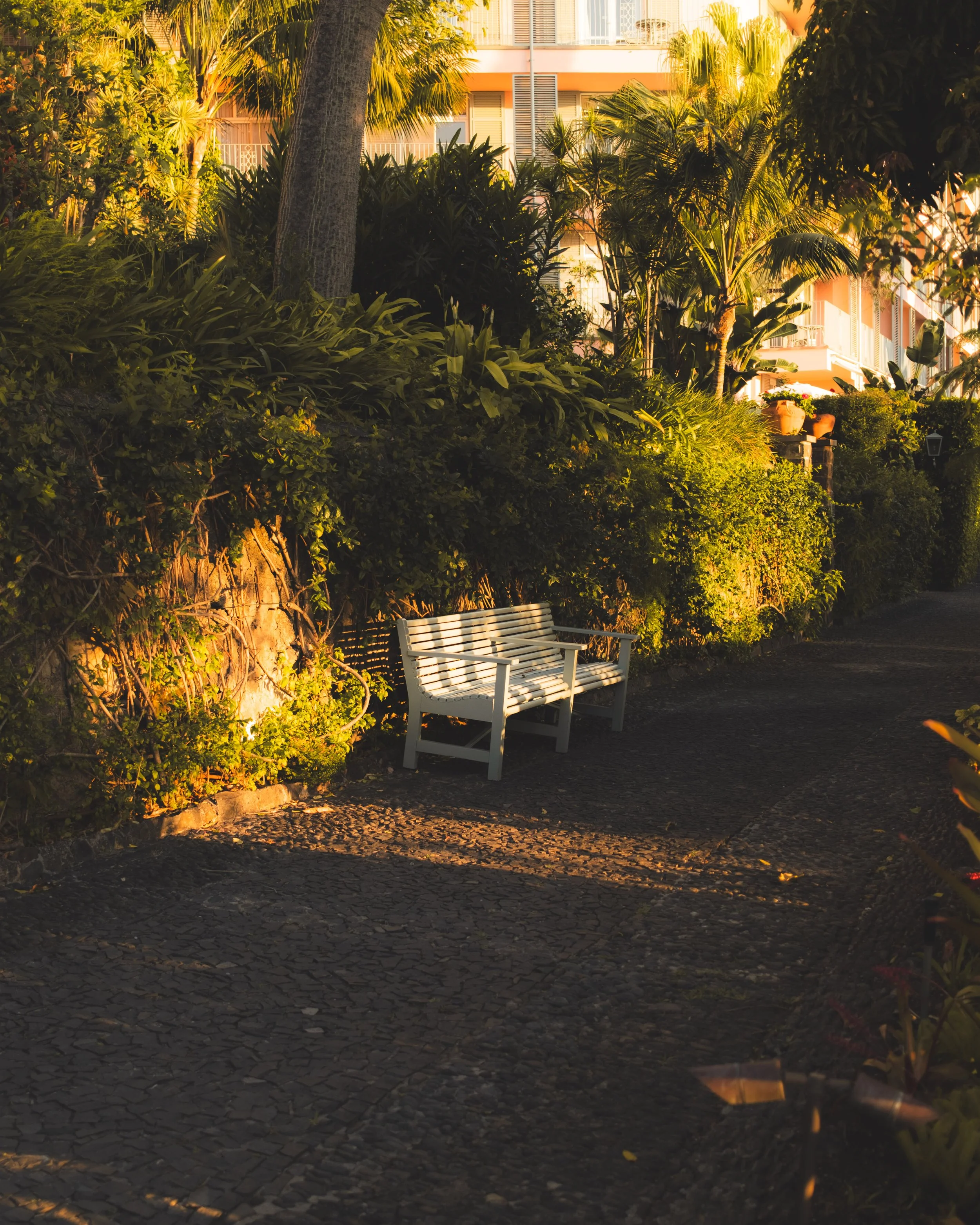 A white bench in a park with lush green plants and trees, illuminated by warm sunlight in the late afternoon or early evening. A building with balconies is visible in the background.