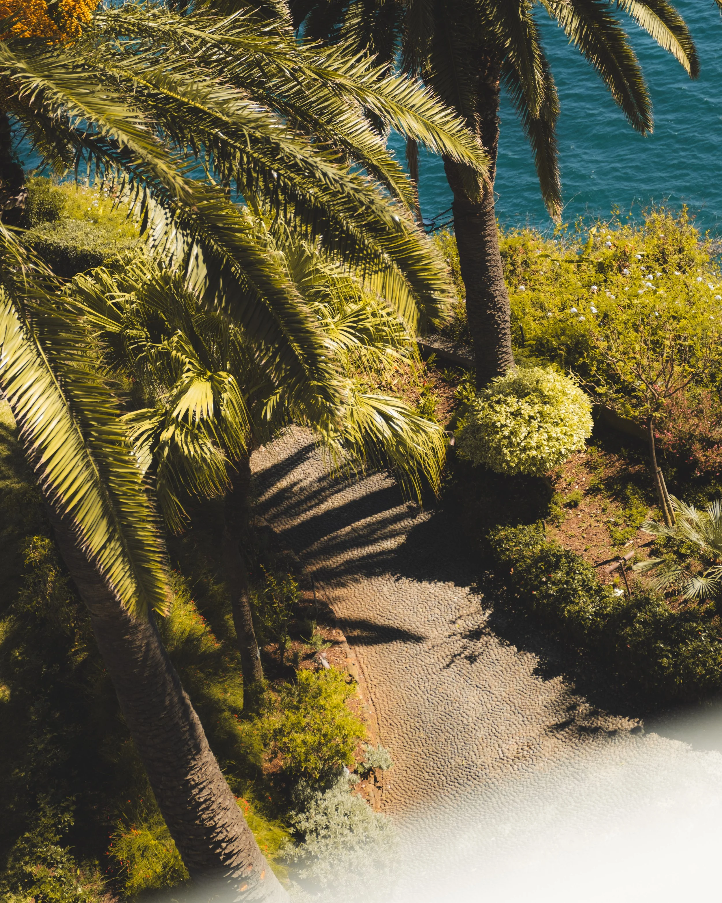 Palm trees along a pathway near the water with a backdrop of a blue sea or lake.