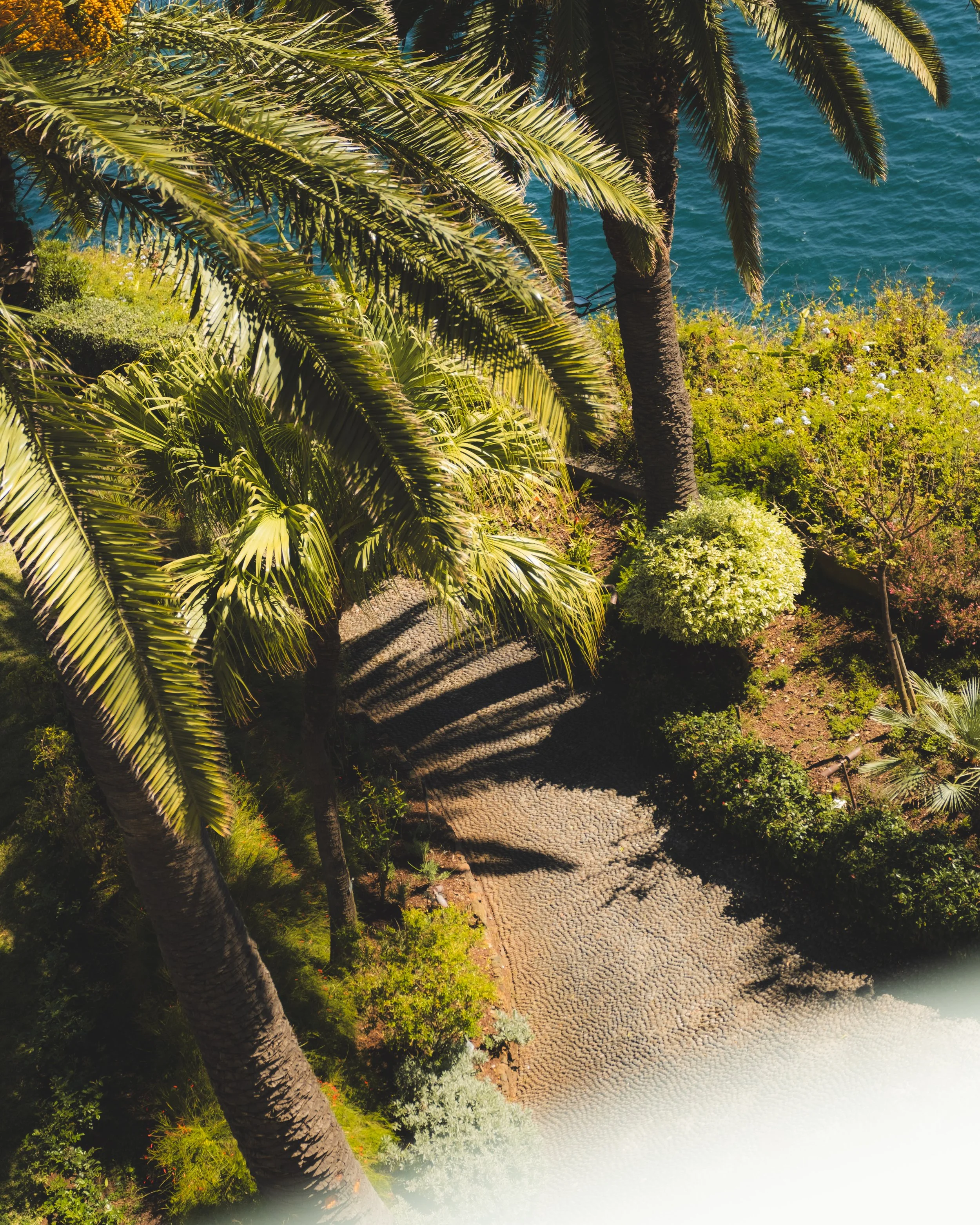Palm trees along a pathway near the water with a backdrop of a blue sea or lake.