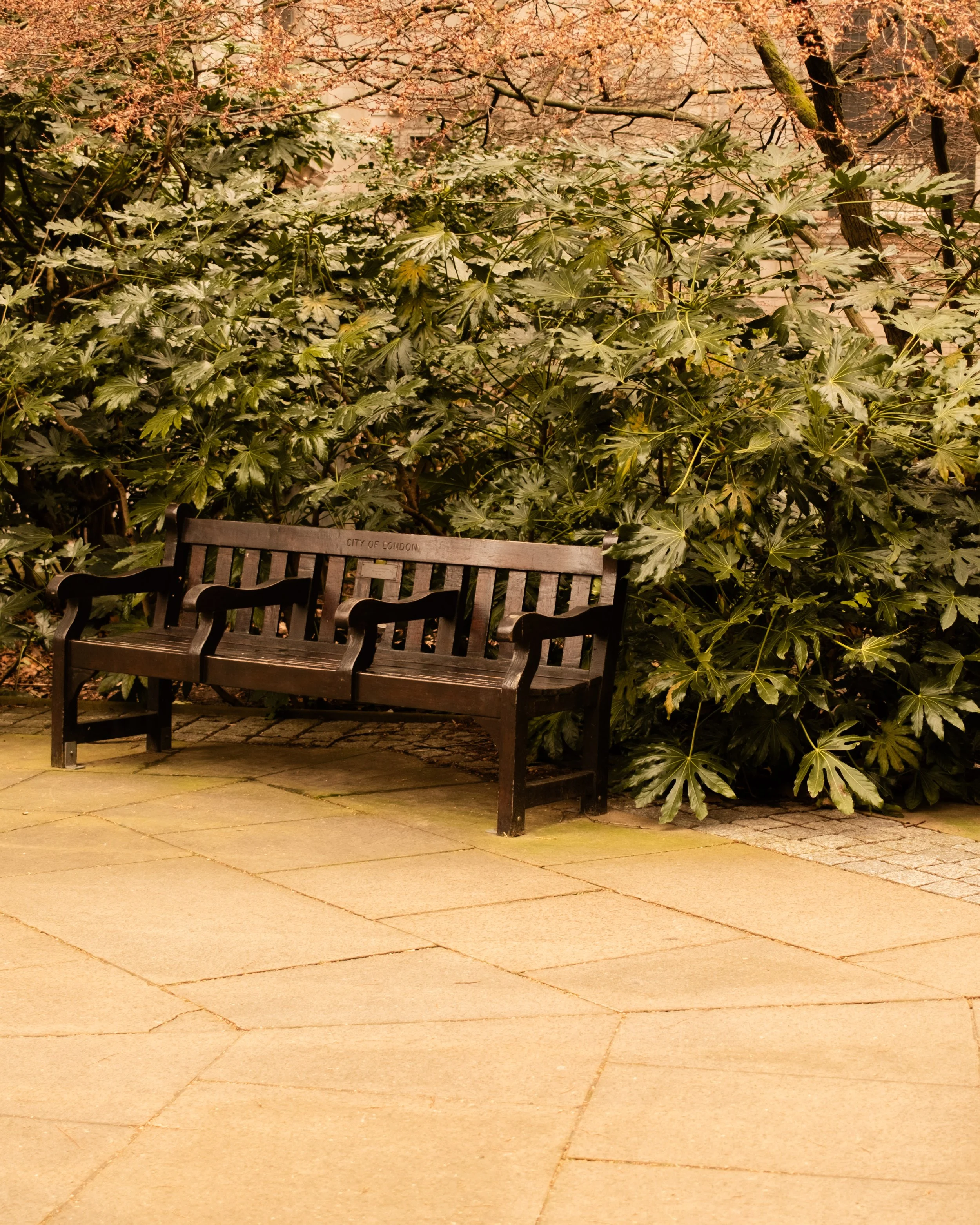 Empty wooden bench situated on a paved sidewalk next to large green leafy bushes, with trees in the background. Lionel Chu - Hotel & Travel Photographer