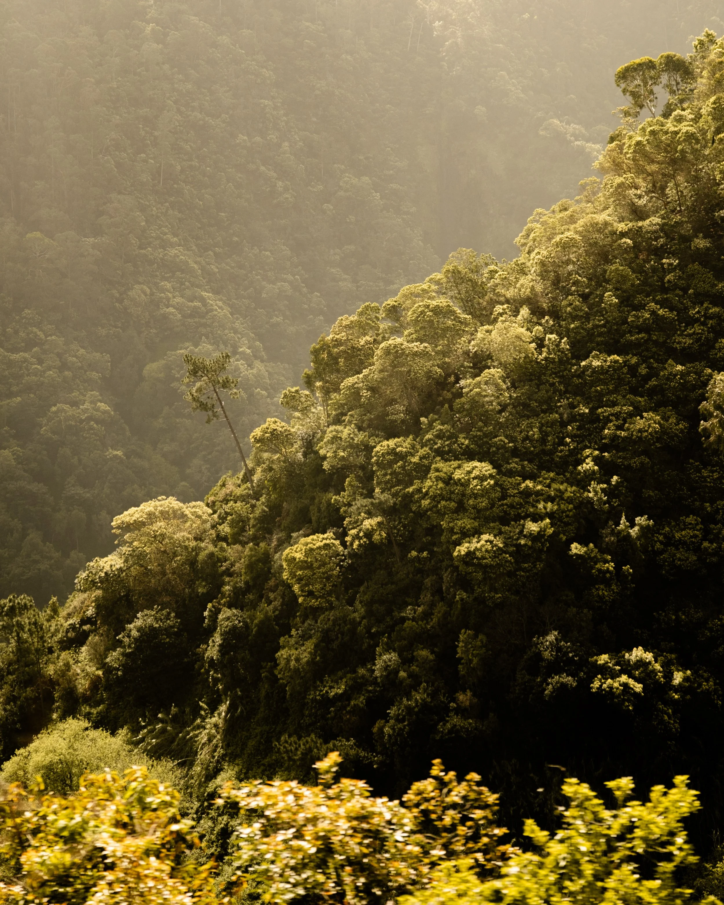 A lush, green forested mountain landscape with trees and foliage under a hazy sky, with a line of yellow flowers at the bottom.