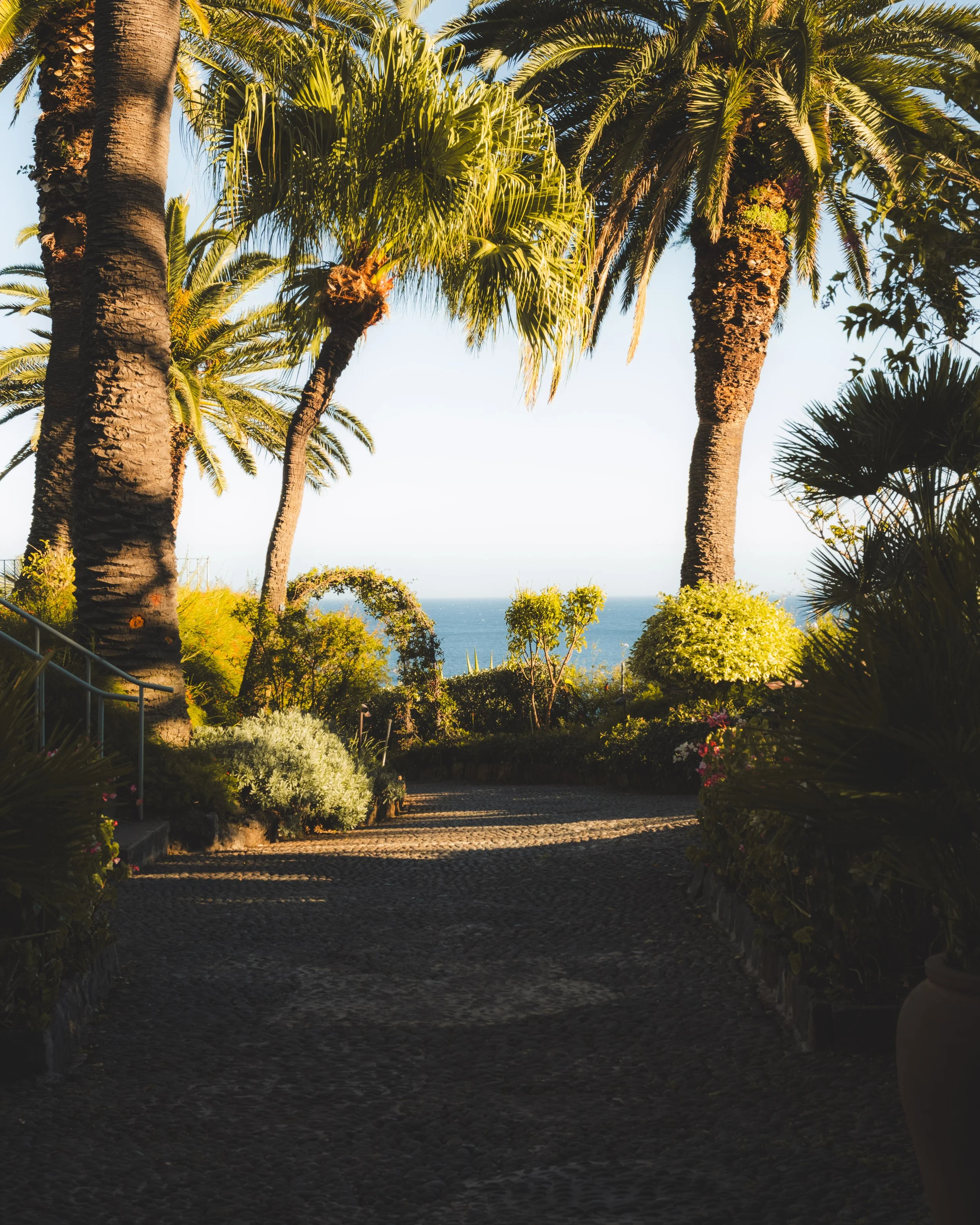 A pathway lined with palm trees and lush green plants, leading toward the water in the distance, under a clear sky.