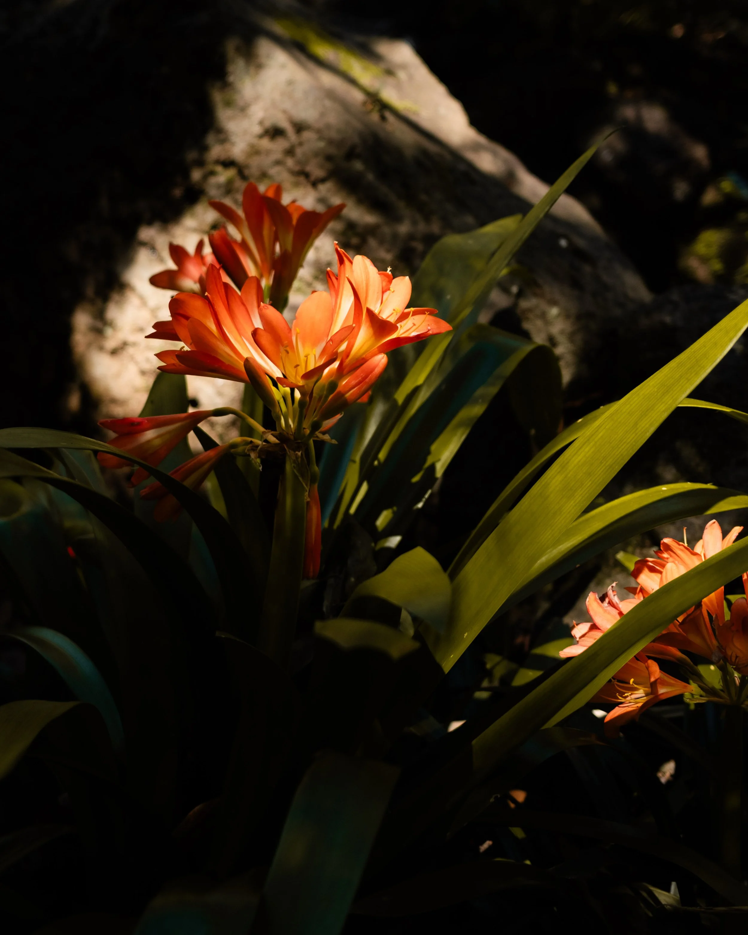 A cluster of orange and yellow flowers illuminated in the dark, with large green leaves around them and a rocky background.