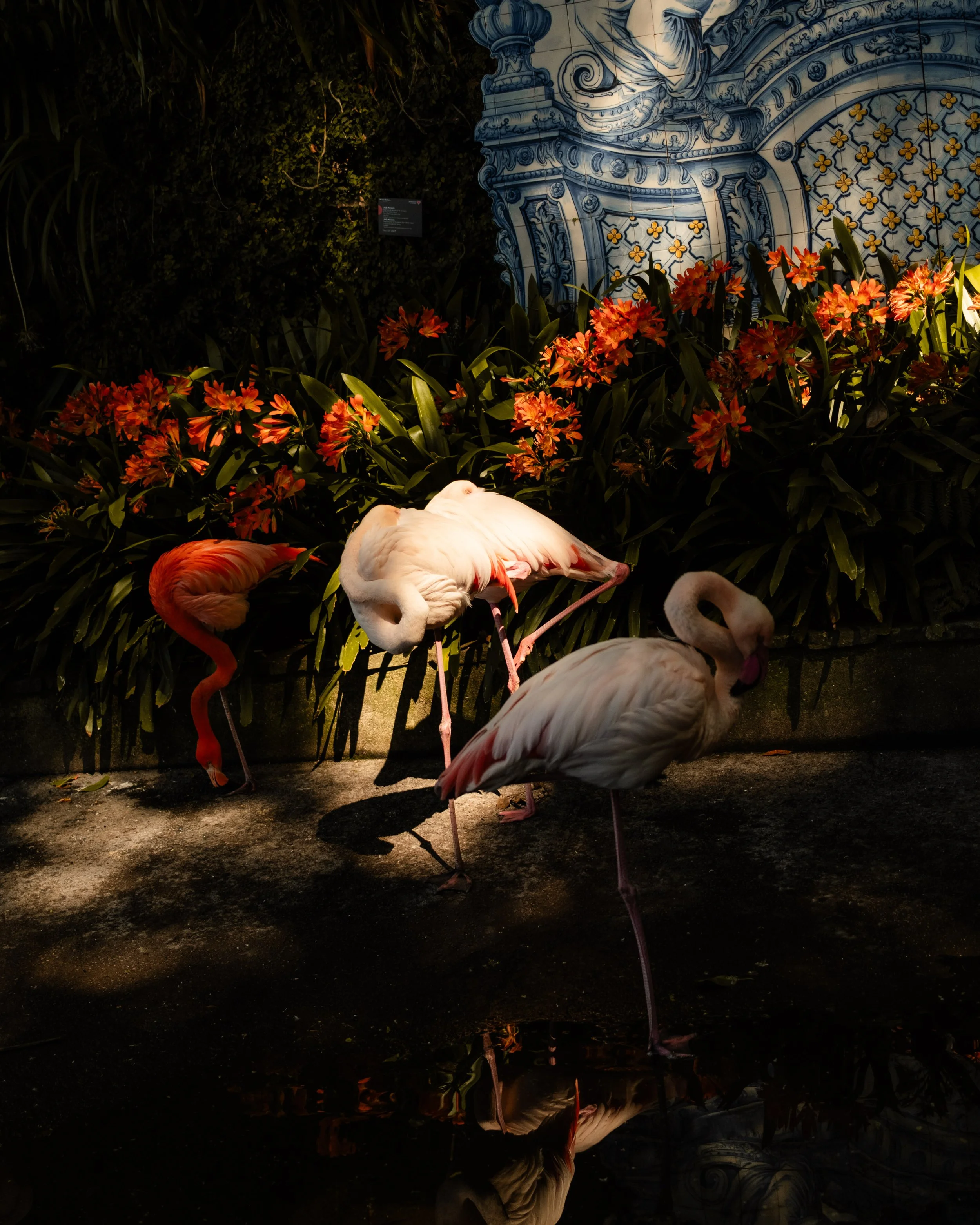 Night scene of flamingos standing near a pond with their reflections visible in the water, background has a decorative blue and white tiled wall and greenery.