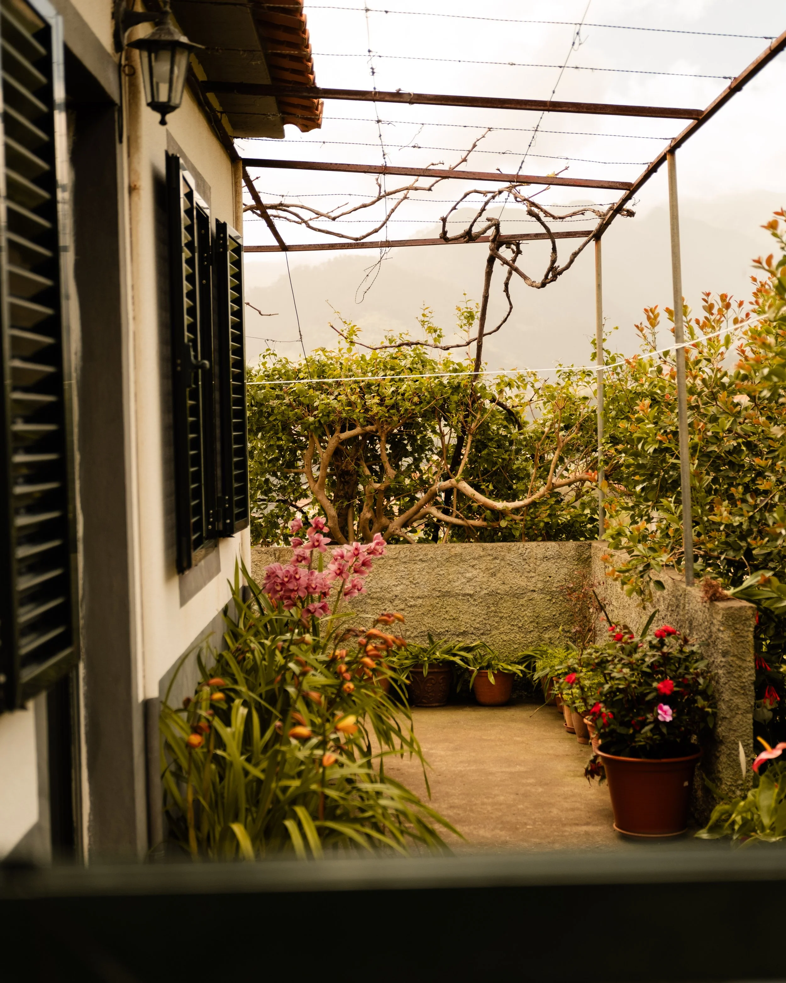 View from a window showing a small patio or balcony with potted plants and flowers, including pink and red blooms, and green leafy bushes; a trellis with bare, twisted vines, and a cloudy sky in the background.