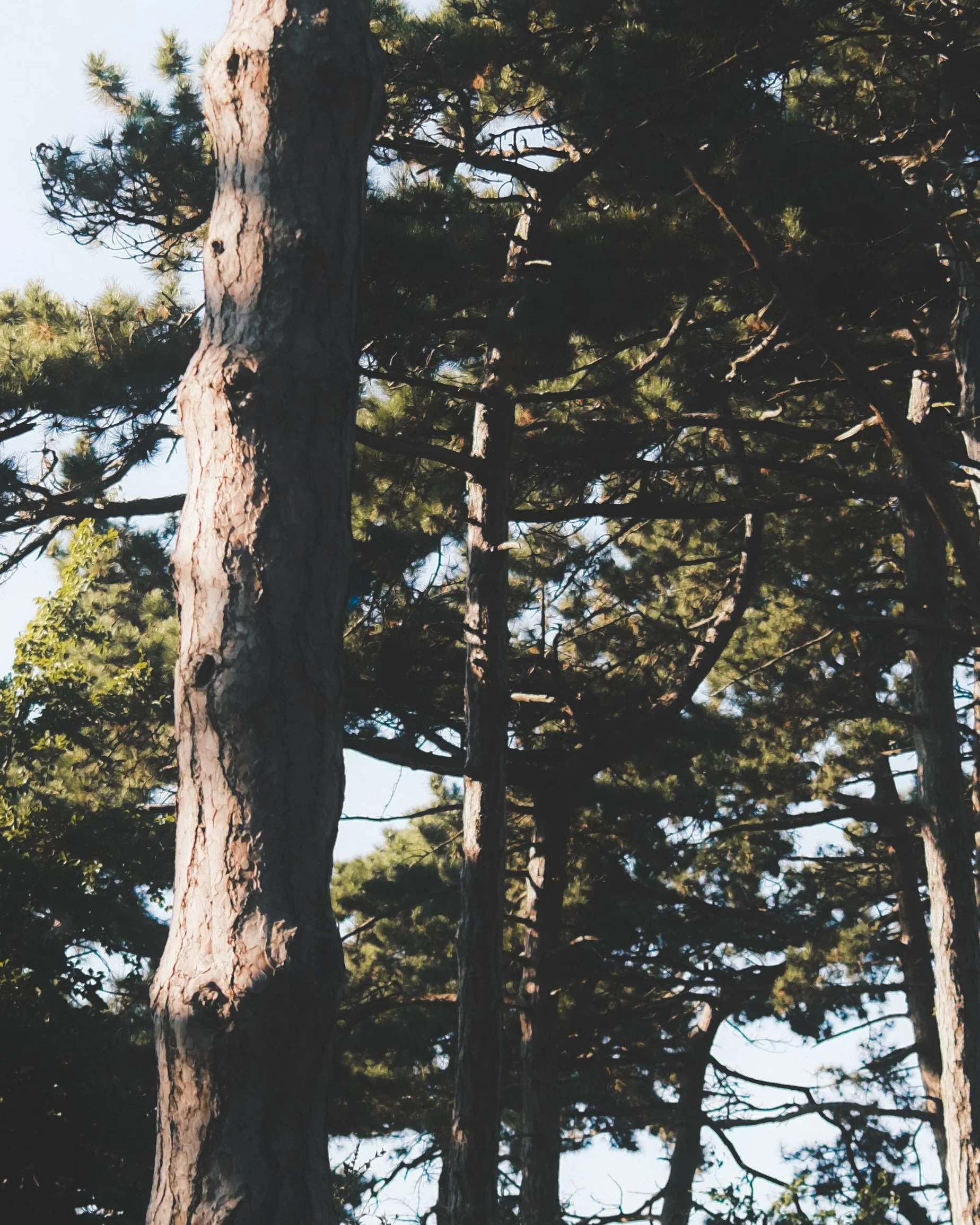 Tall pine trees with textured bark, some branches with green needles, under a bright sky.