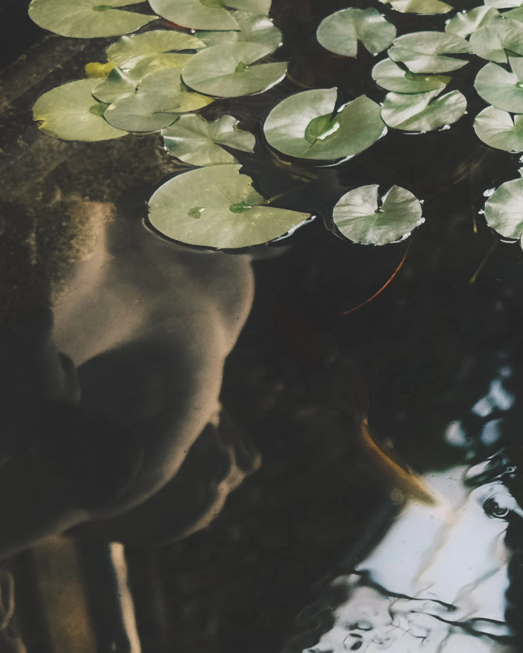 Close-up of green lily pads floating on dark water with reflections.