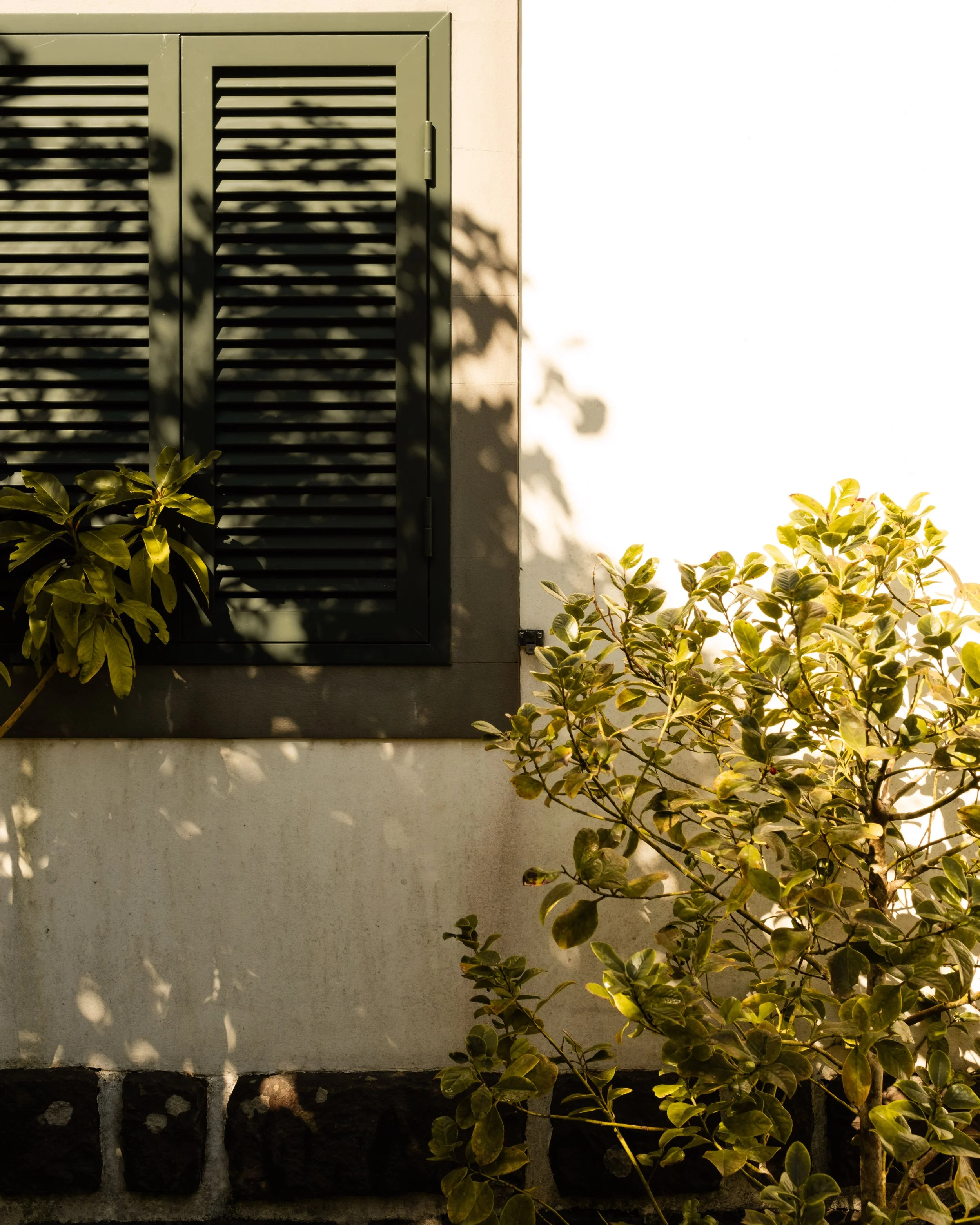 A beige exterior wall with a closed dark green louvered window shutter and a small bush with green leaves in the foreground. Shadows of leaves cast on the wall.