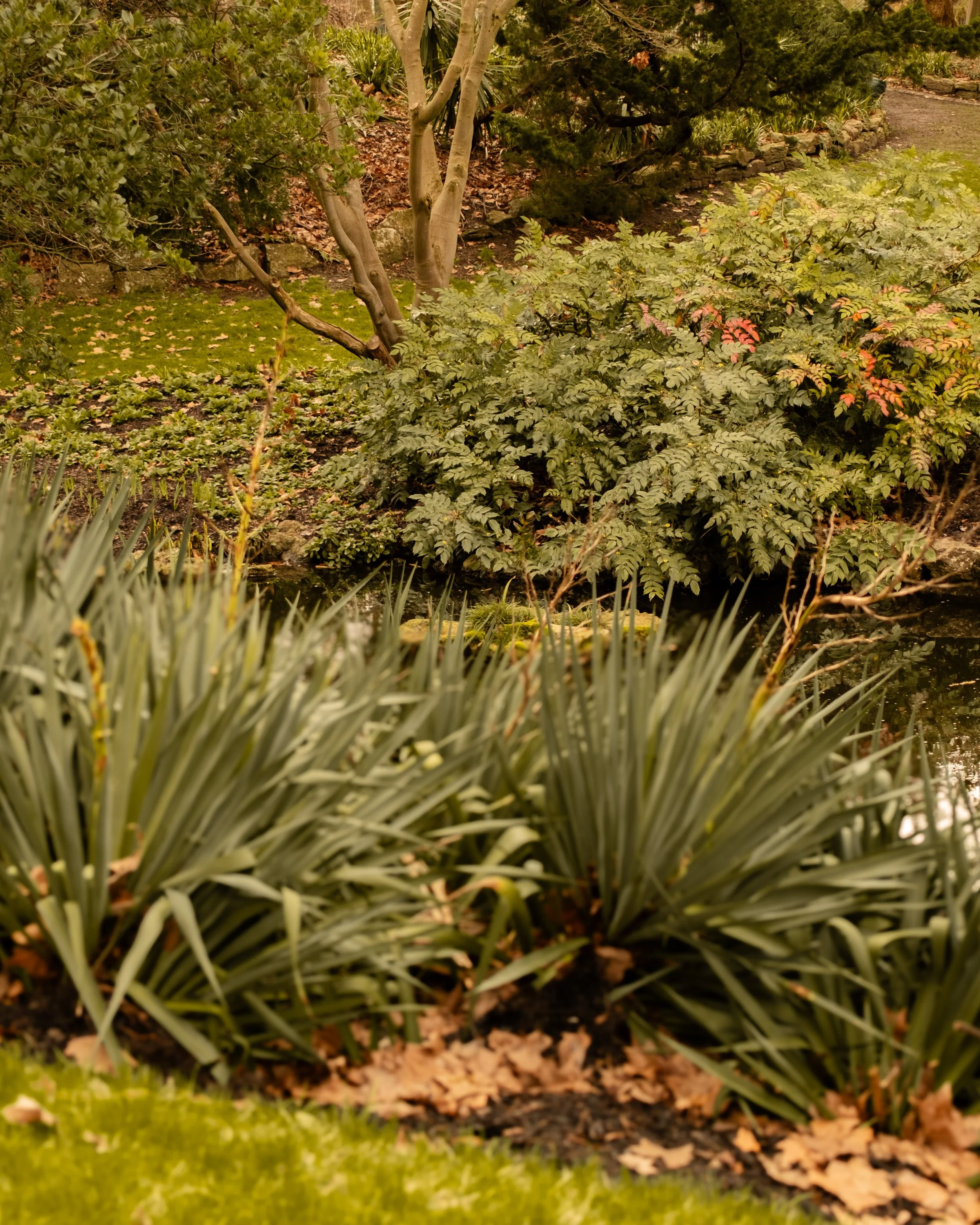 A garden scene with various plants, including tall green grass in the foreground, a small pond, and leafy shrubs and trees in the background. Lionel Chu - Hotel & Travel Photographer