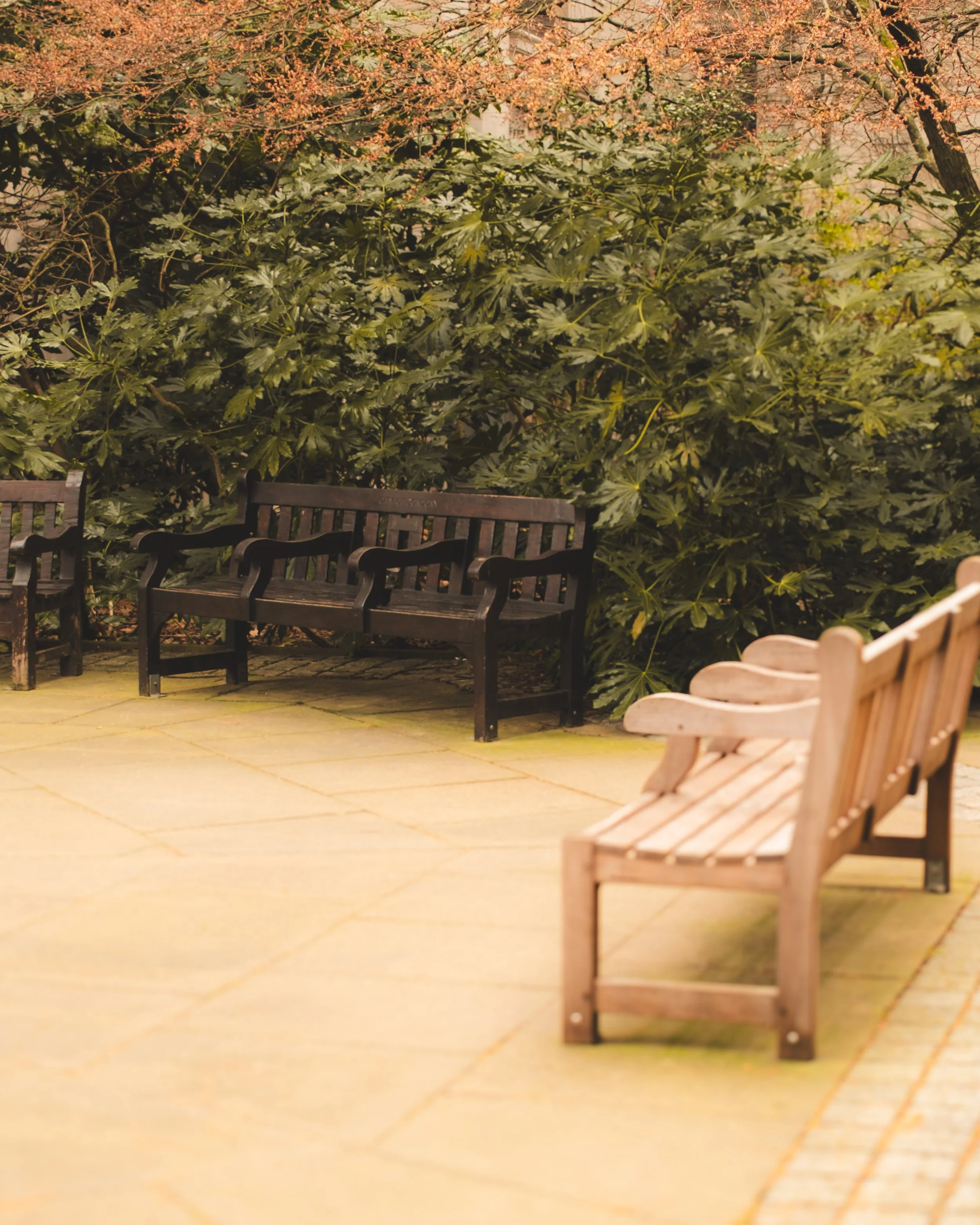 Park with wooden benches on a tiled path, surrounded by lush green bushes and trees with pink blossoms in the background.