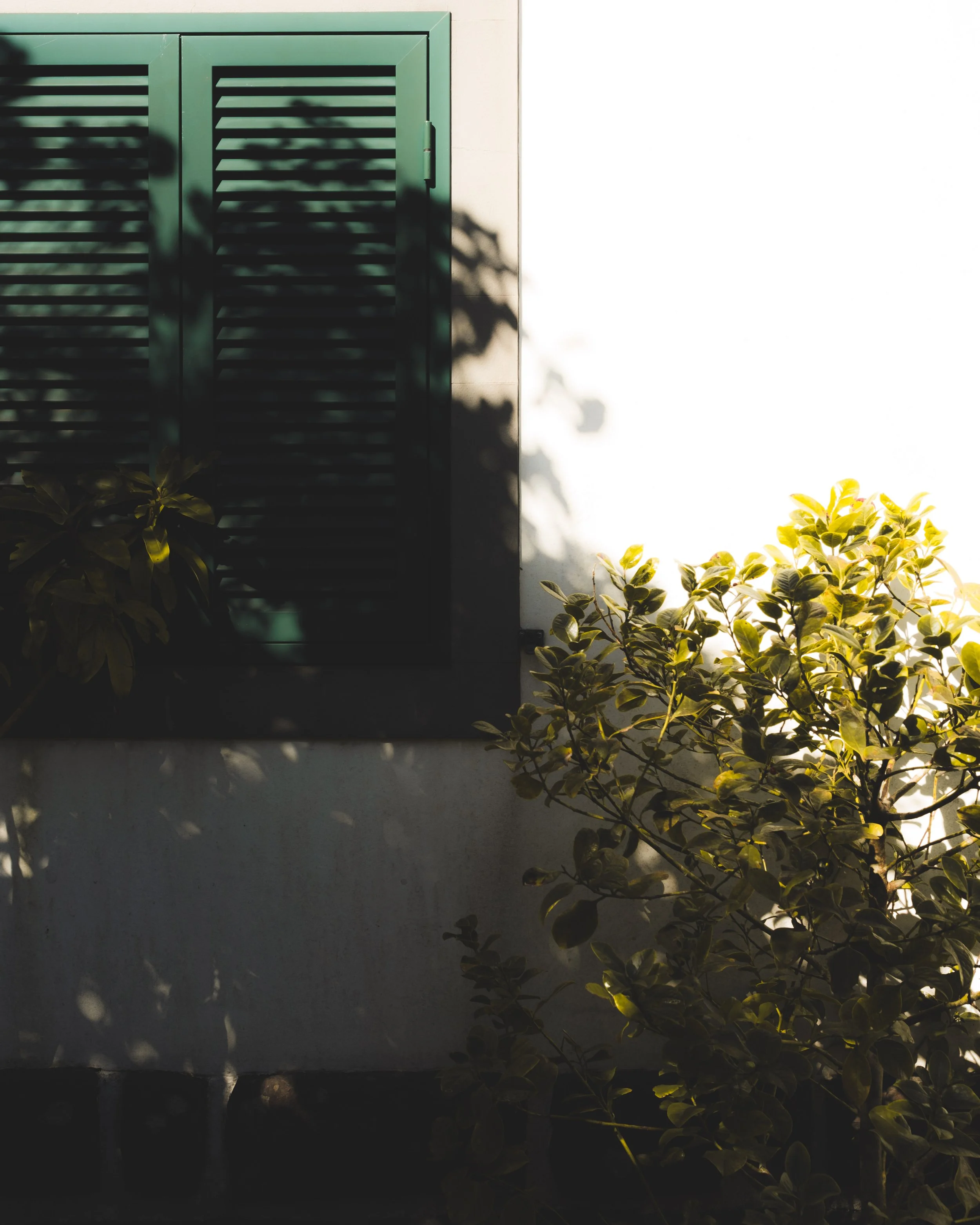 A white exterior wall with a closed dark green louvered window shutter and a small bush with green leaves in the foreground. Shadows of leaves cast on the wall.