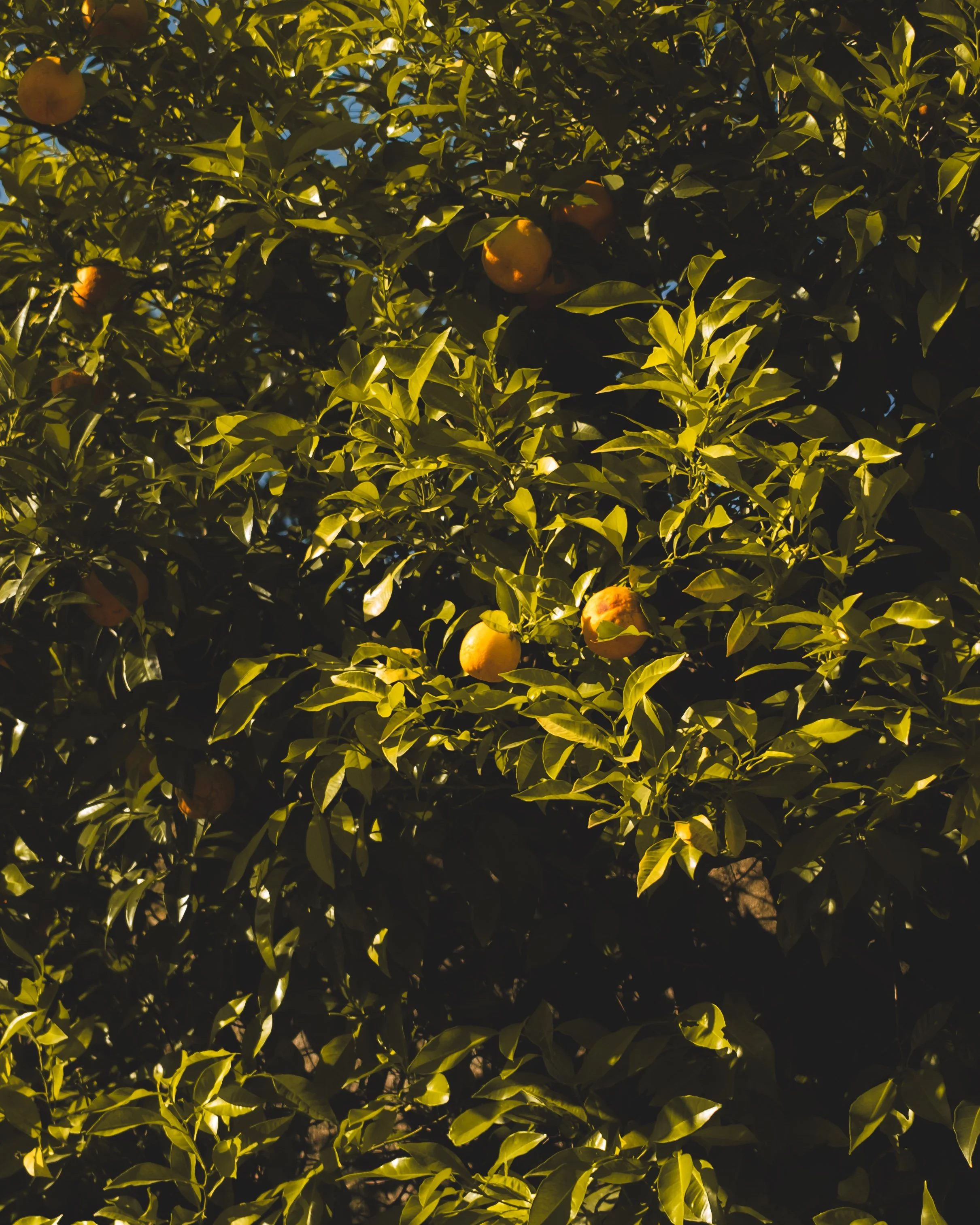 Orange fruit growing on a dense tree with green leaves, sunlight filtering through the foliage. Lionel Chu - Hotel & Travel Photographer