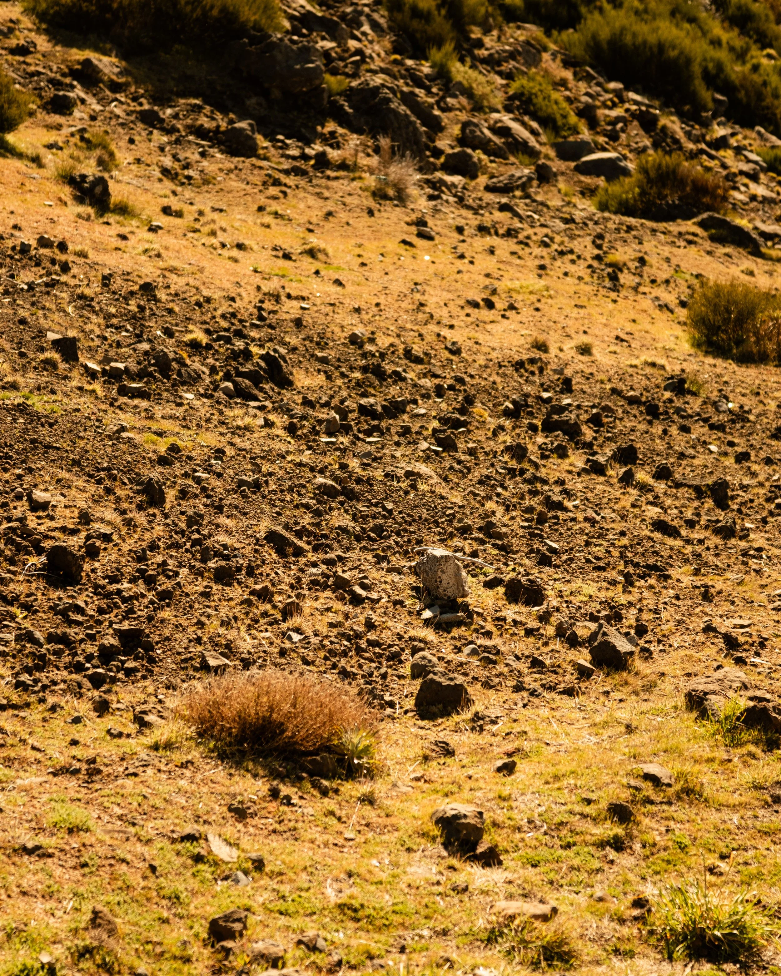 A dry, rocky hillside with sparse vegetation and scattered small bushes.