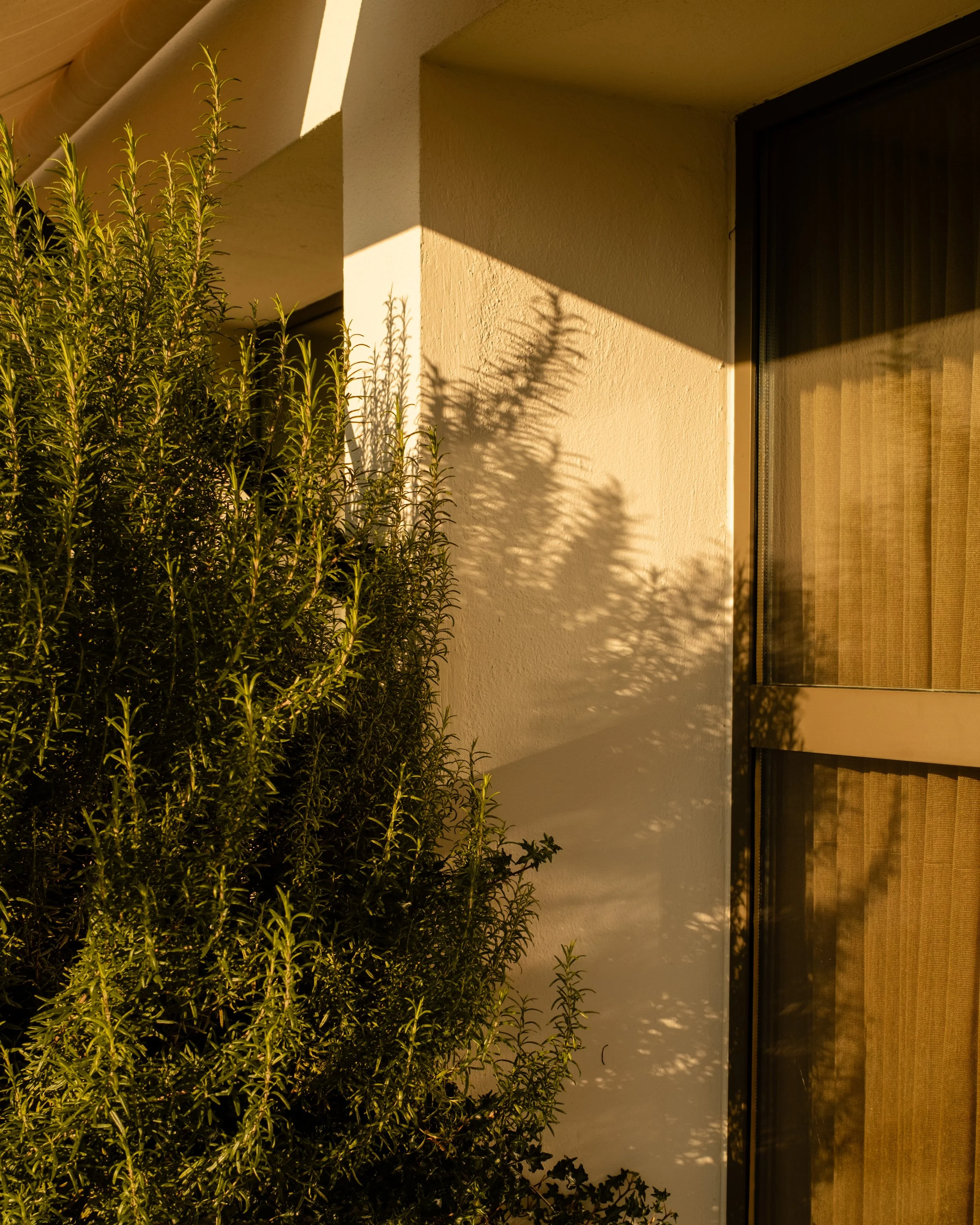 Sunlit wall of a building with a window, shadows of a bush cast on the wall, and a green shrub on the left side. Lionel Chu - Hotel & Travel Photographer