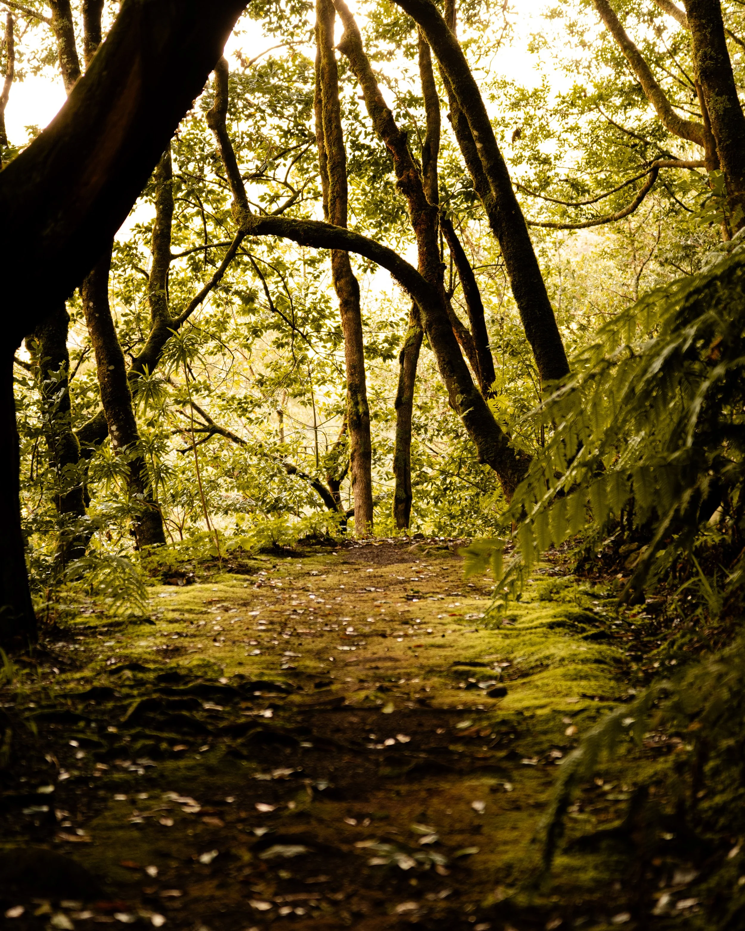 A dense forest scene with tall trees covered in moss, a leaf-covered path, and sunlight filtering through the canopy.