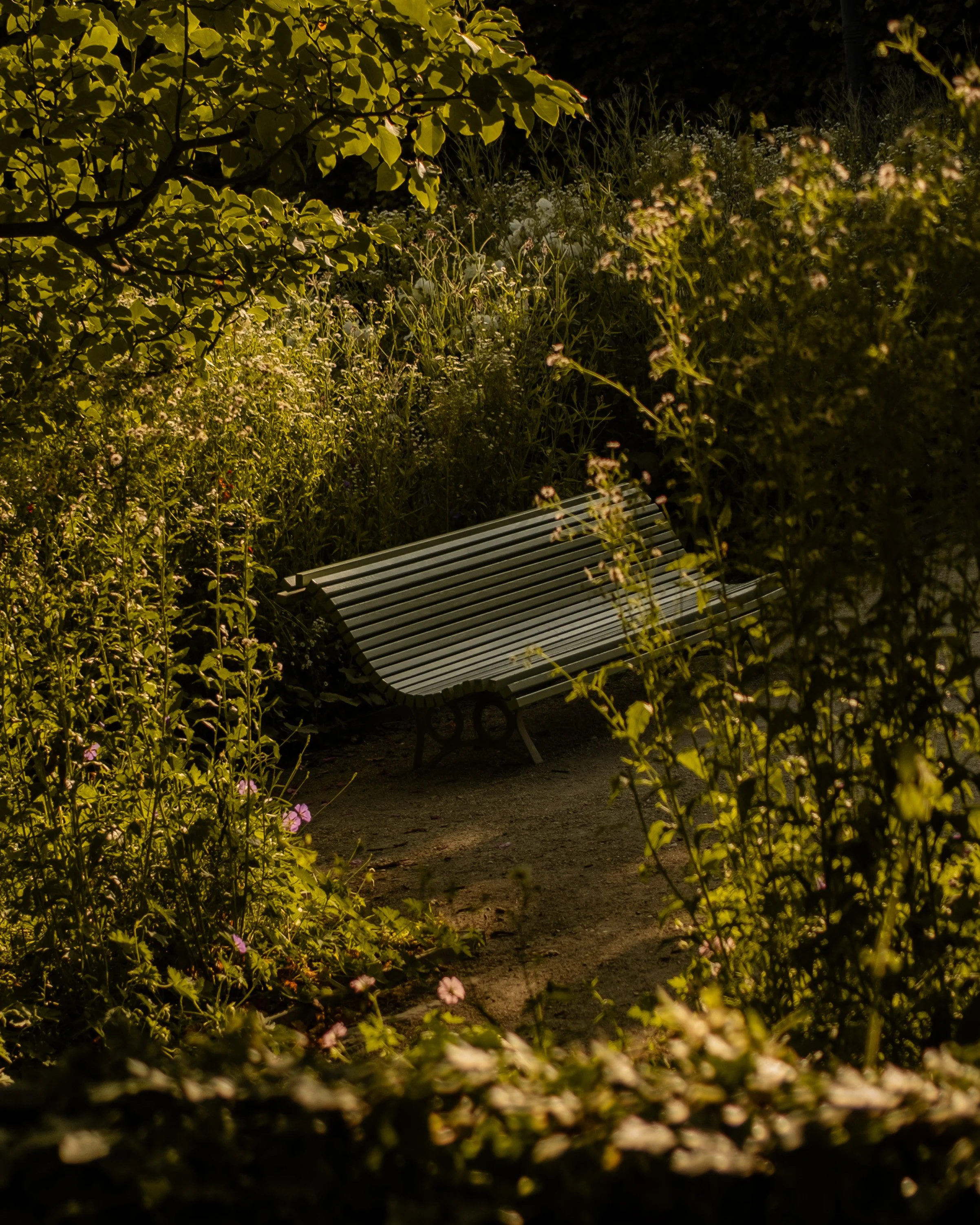 Park bench surrounded by lush green trees and foliage in warm sunlight.