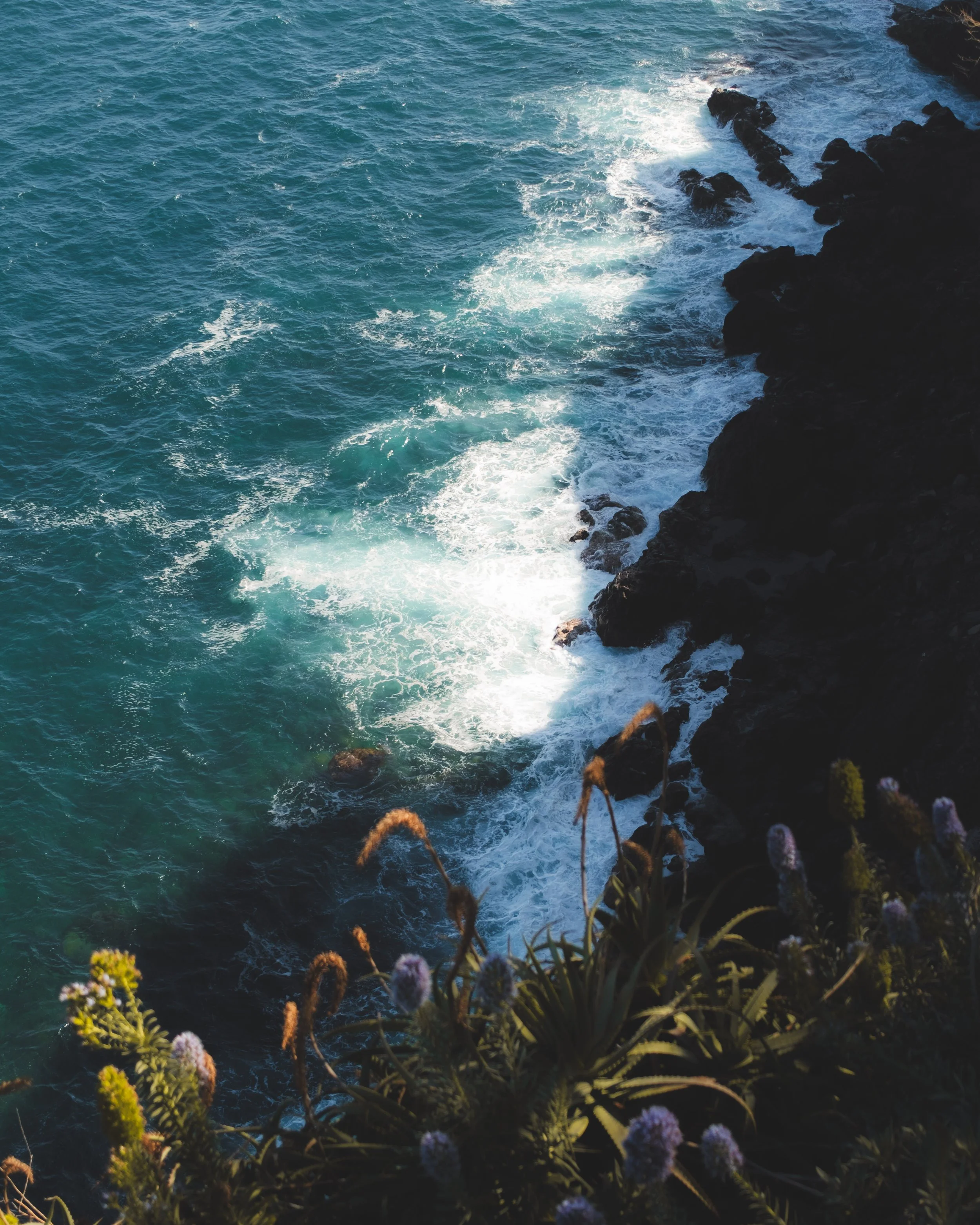 Waves crashing against rocky shoreline with plants and flowers in the foreground.