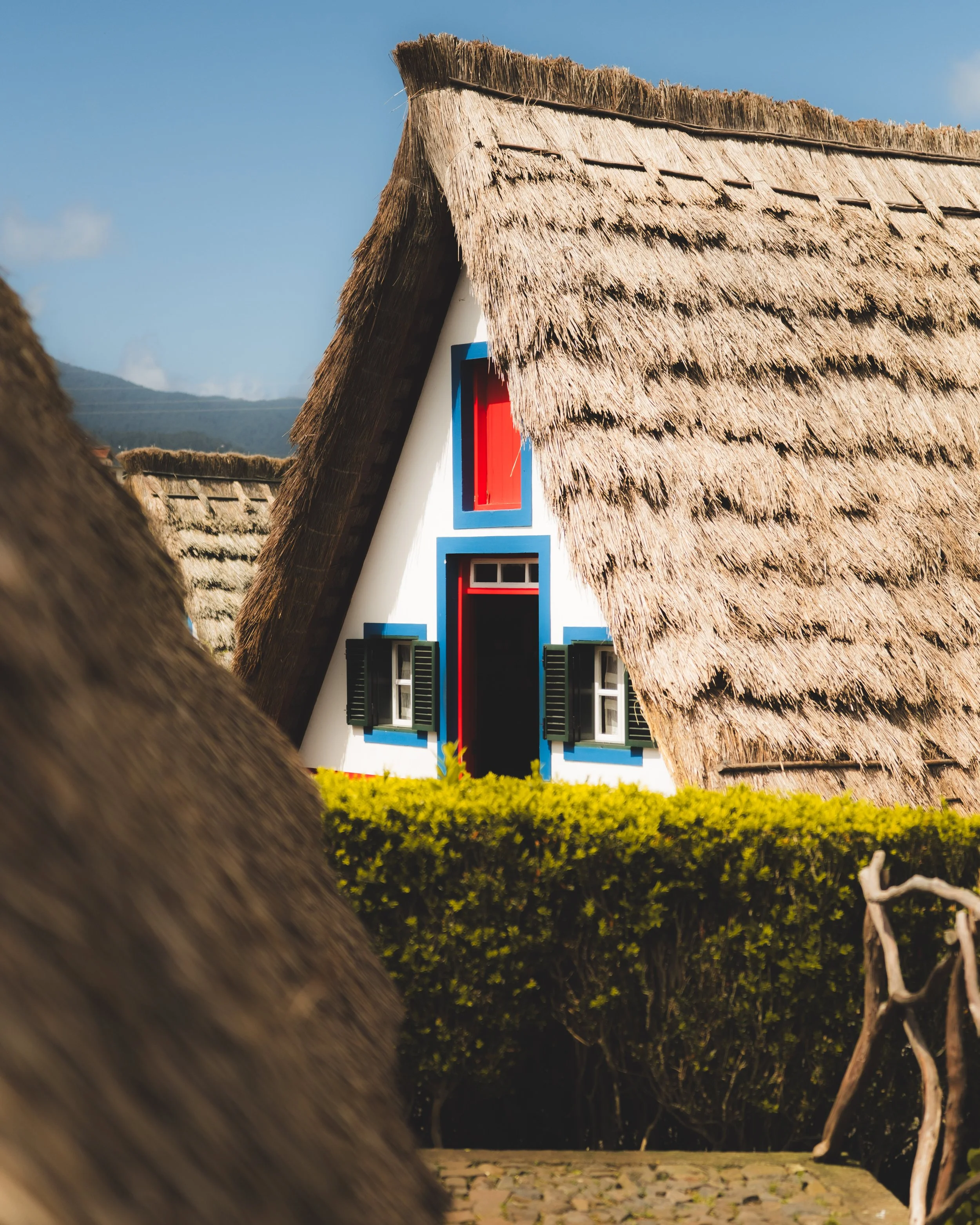 Close-up of a thatched roof over a house, with white walls and colorful window frames, shaded by a large tree, in a village setting.