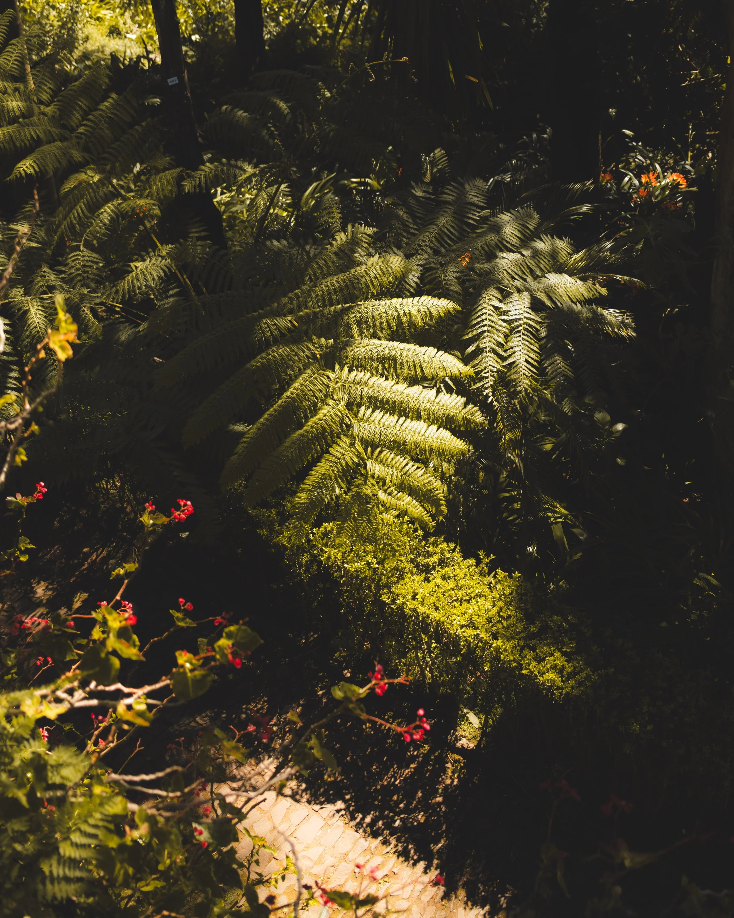 Dense green foliage of various plants and leaves, illuminated by sunlight, with some darker shadows in the background.