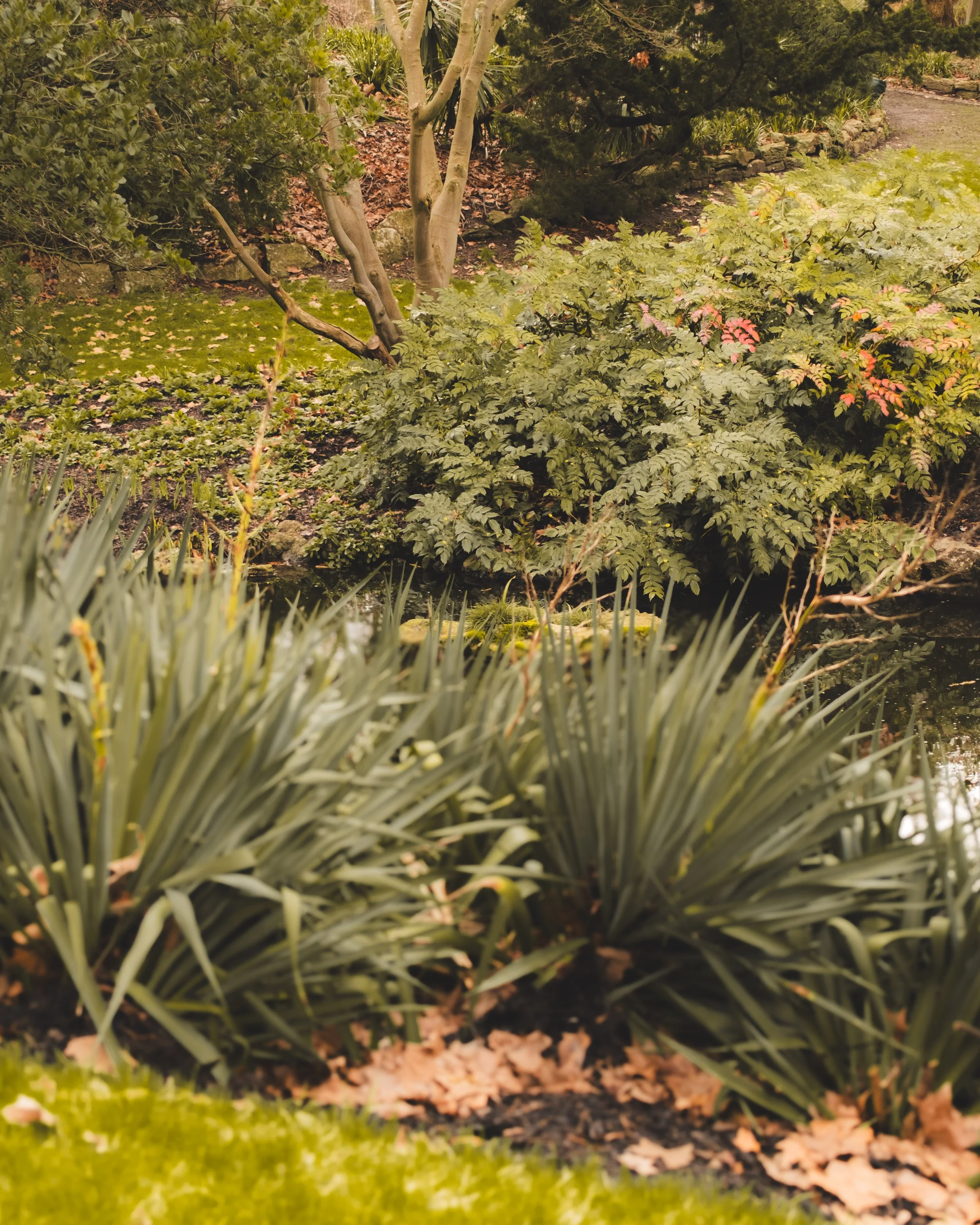 A garden scene featuring a stream in the foreground with tall grasses, various shrubbery, and trees with light-colored bark and some pink leaves in the background. A stone border line can be seen along the garden path.